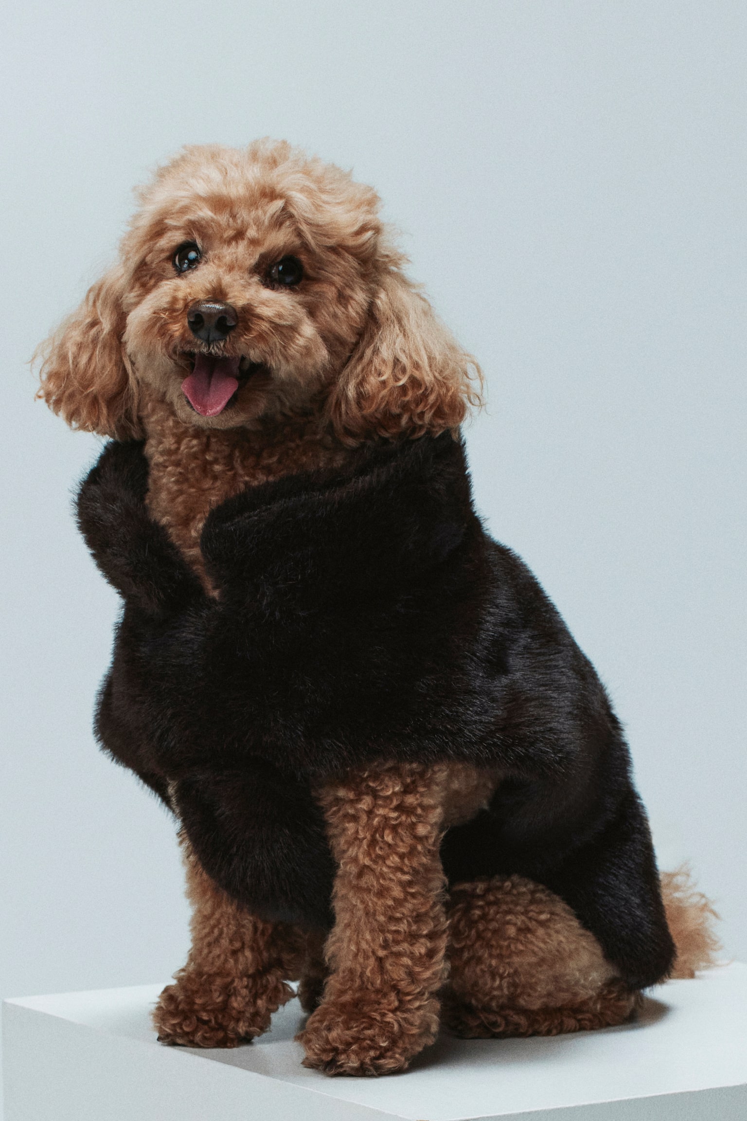 Fuffy dog coat - Dark brown - 3