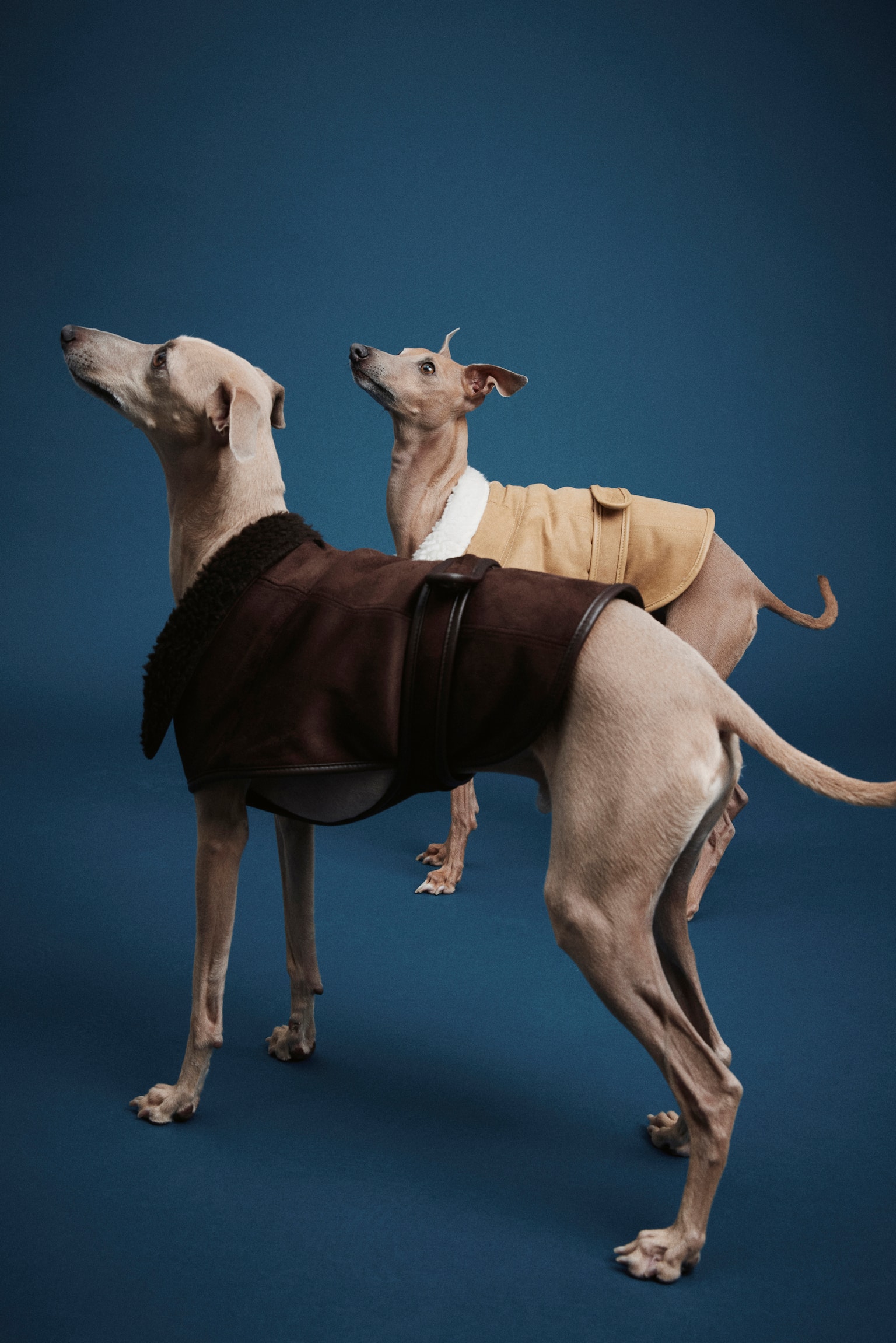 Teddy-lined dog coat - Beige/Dark brown - 5