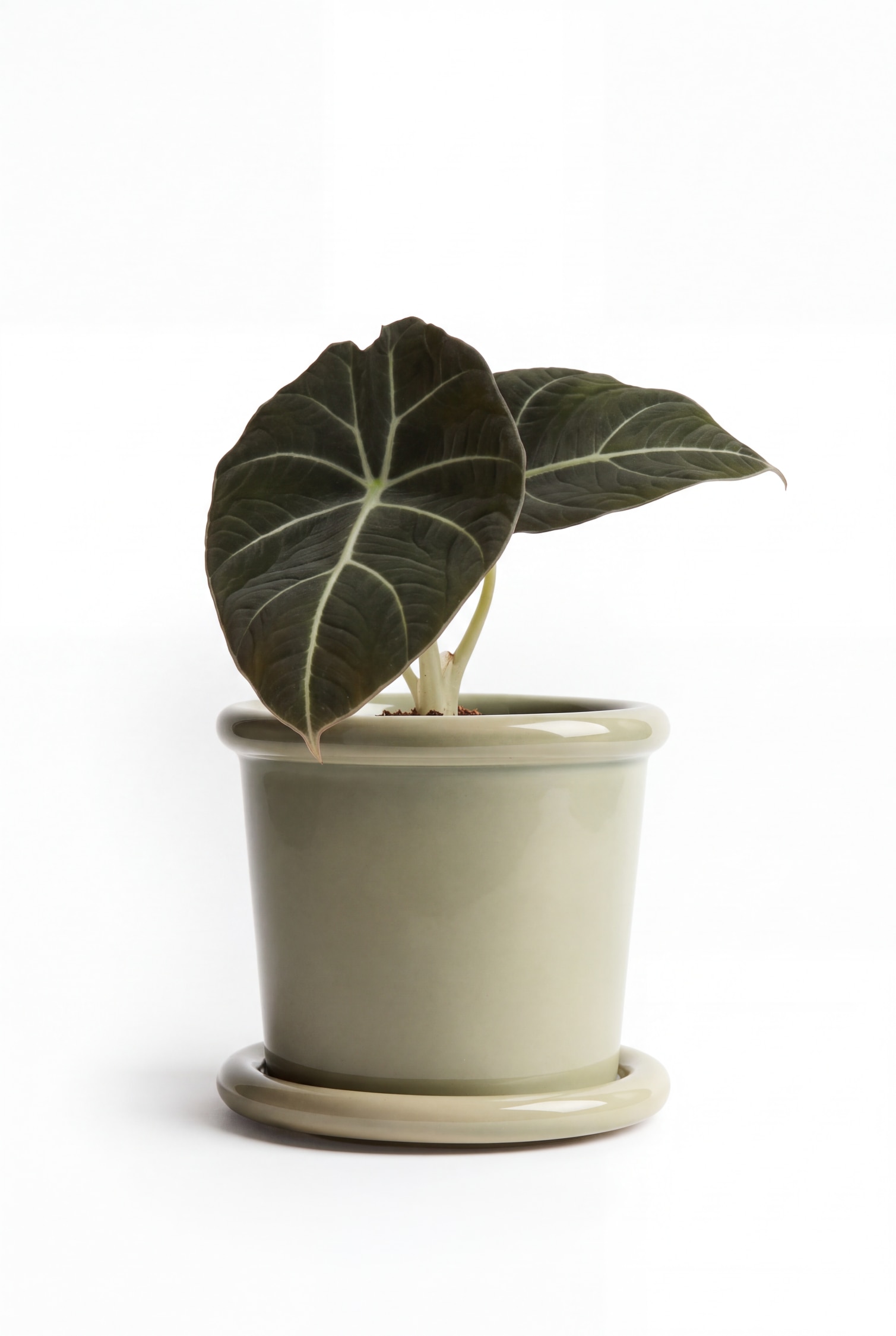 Ein glänzender, hellsalbeigrüner Keramik-Pflanztopf mit passender Untertasse hält eine Alocasia-Pflanze mit großen, dunkelgrünen Blättern und markanten weißen Blattadern. Der zylindrische Pflanztopf verfügt über eine glatte, glasierte Oberfläche und einen leicht ausgestellten, abgerundeten Rand und steht sicher auf der flachen, runden Untertasse.