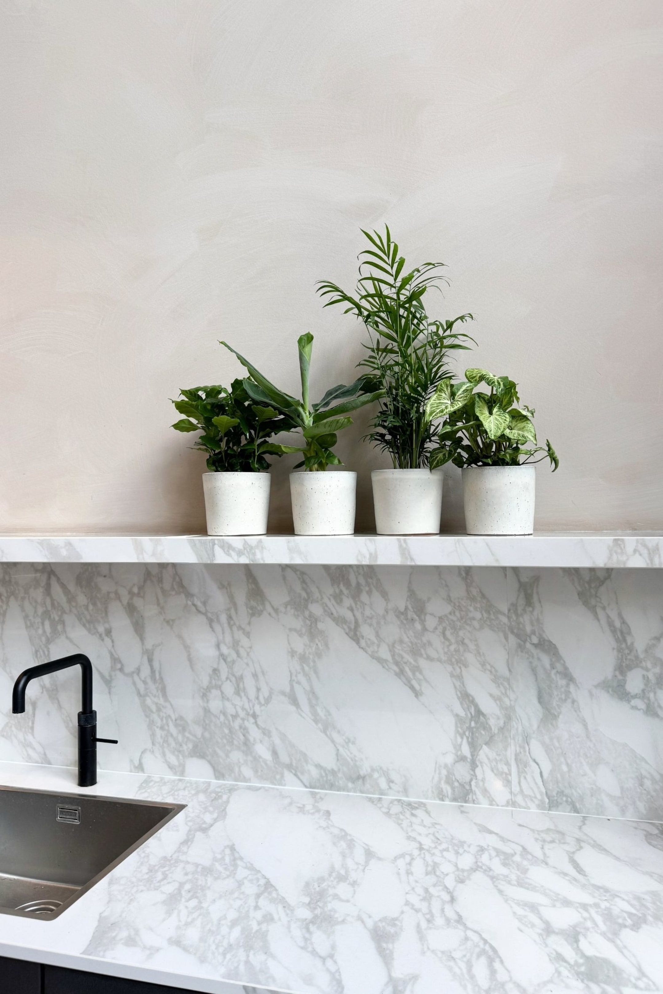 Größeres Bild ansehen: Vier verschiedene Topfpflanzen sind in einer Reihe angeordnet, jede in einem weiß gesprenkelten Keramiktopf. Die Pflanzen zeichnen sich durch vielfältiges grünes Laub aus, darunter schlanke Wedel, breite entfaltende Blätter, dichte kleine Blätter und bunte Blätter mit hellen Mustern.