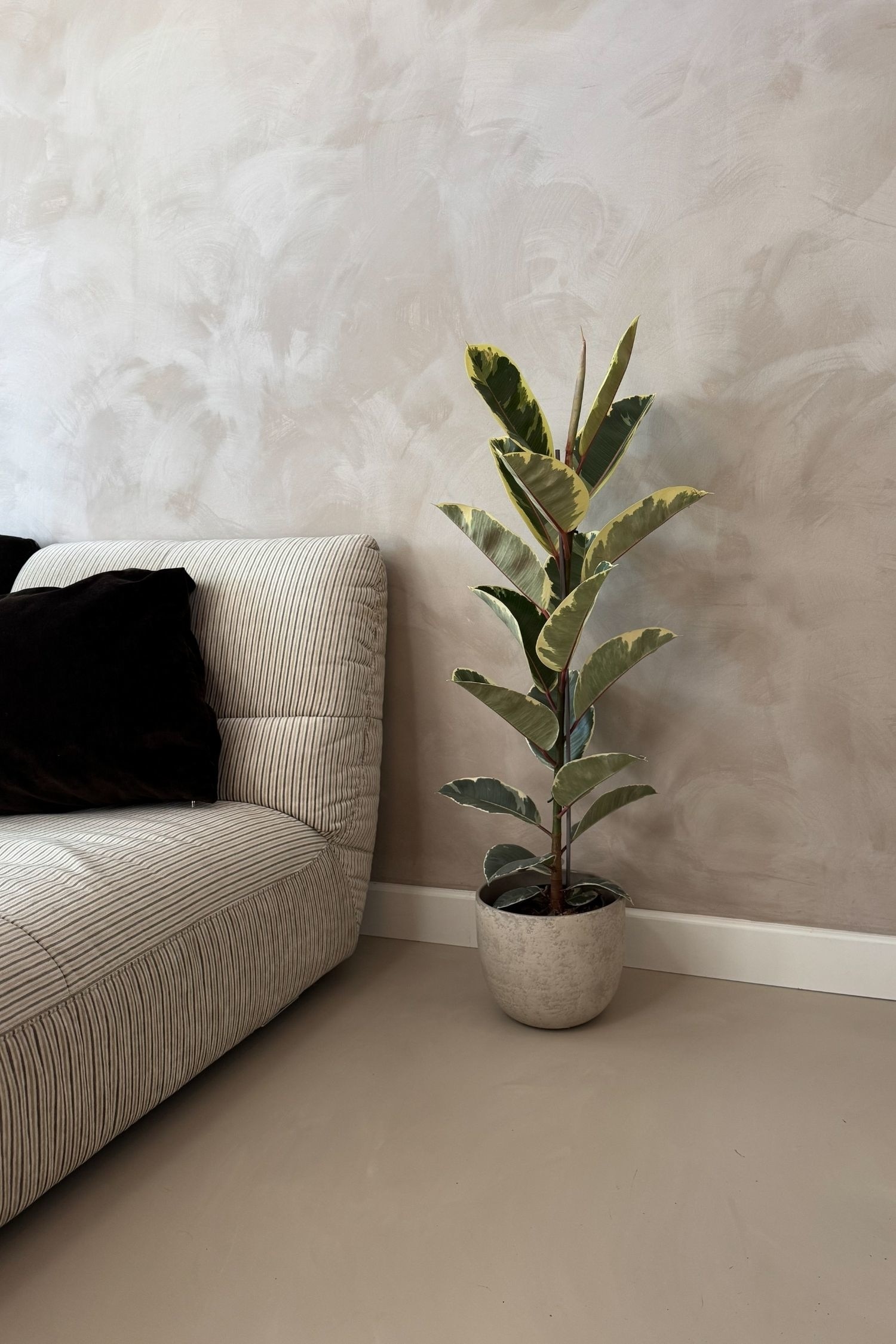 Ficus Elastica Tineke - H 75cm