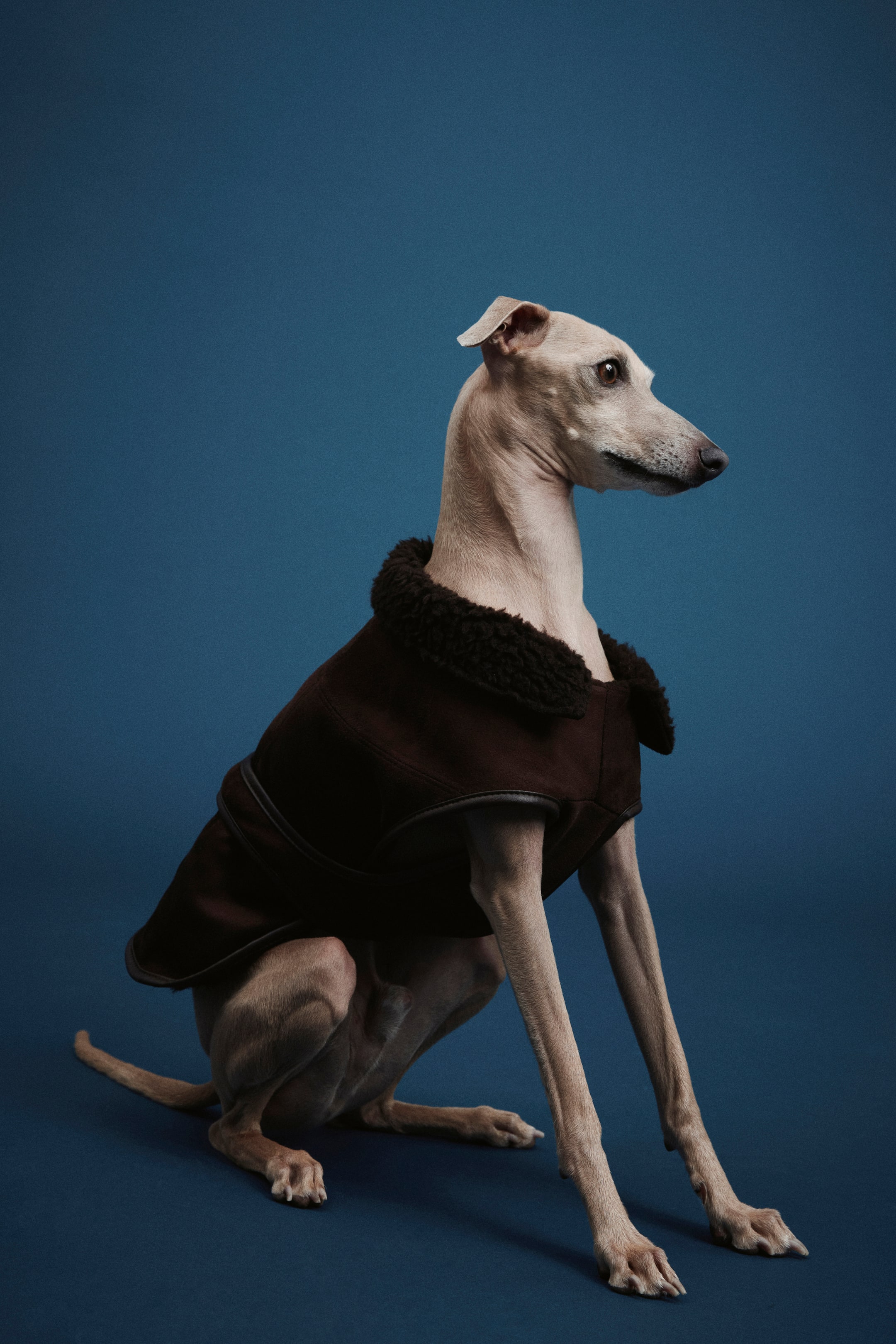 Visualizza immagine più grande: Teddy-lined dog coat - Marrone scuro - DONNA | H&M IT 2