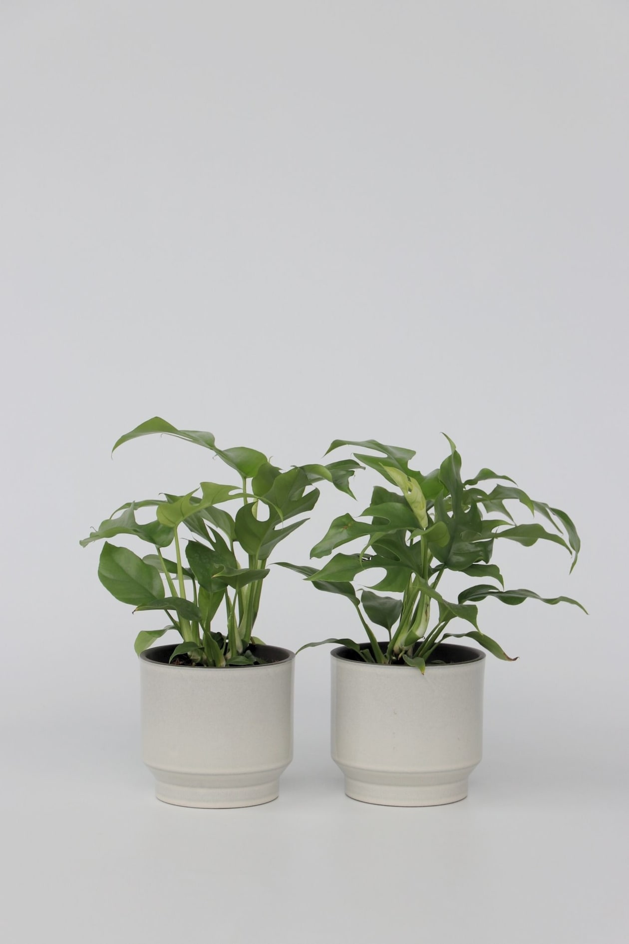Monstera Minima - Set Of 2 - H 20cm - Plant in a Box | H&M GB