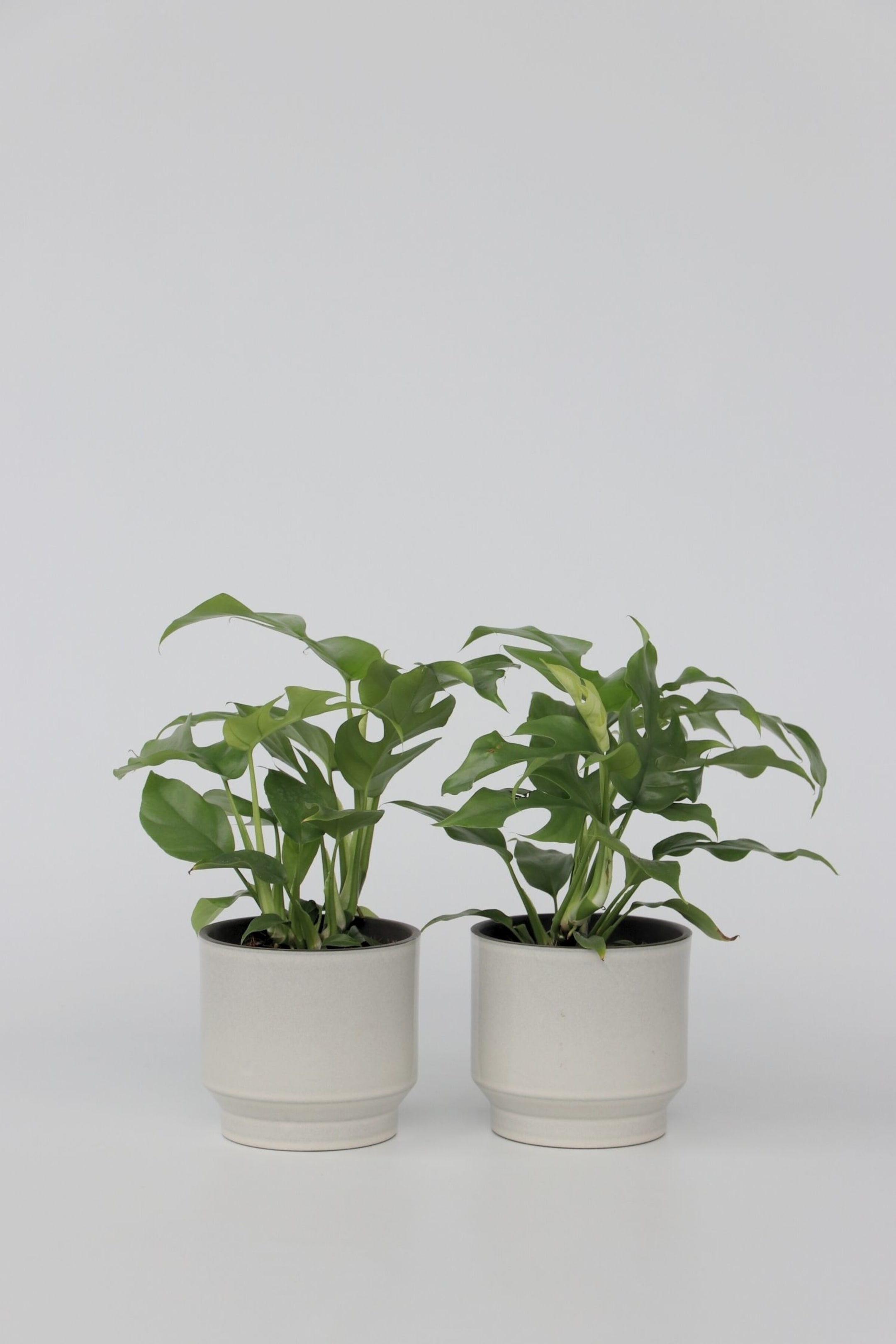 View larger image: Monstera Minima - Set Of 2 - H 20cm - Plant in a Box - Home All | H&M GB 1