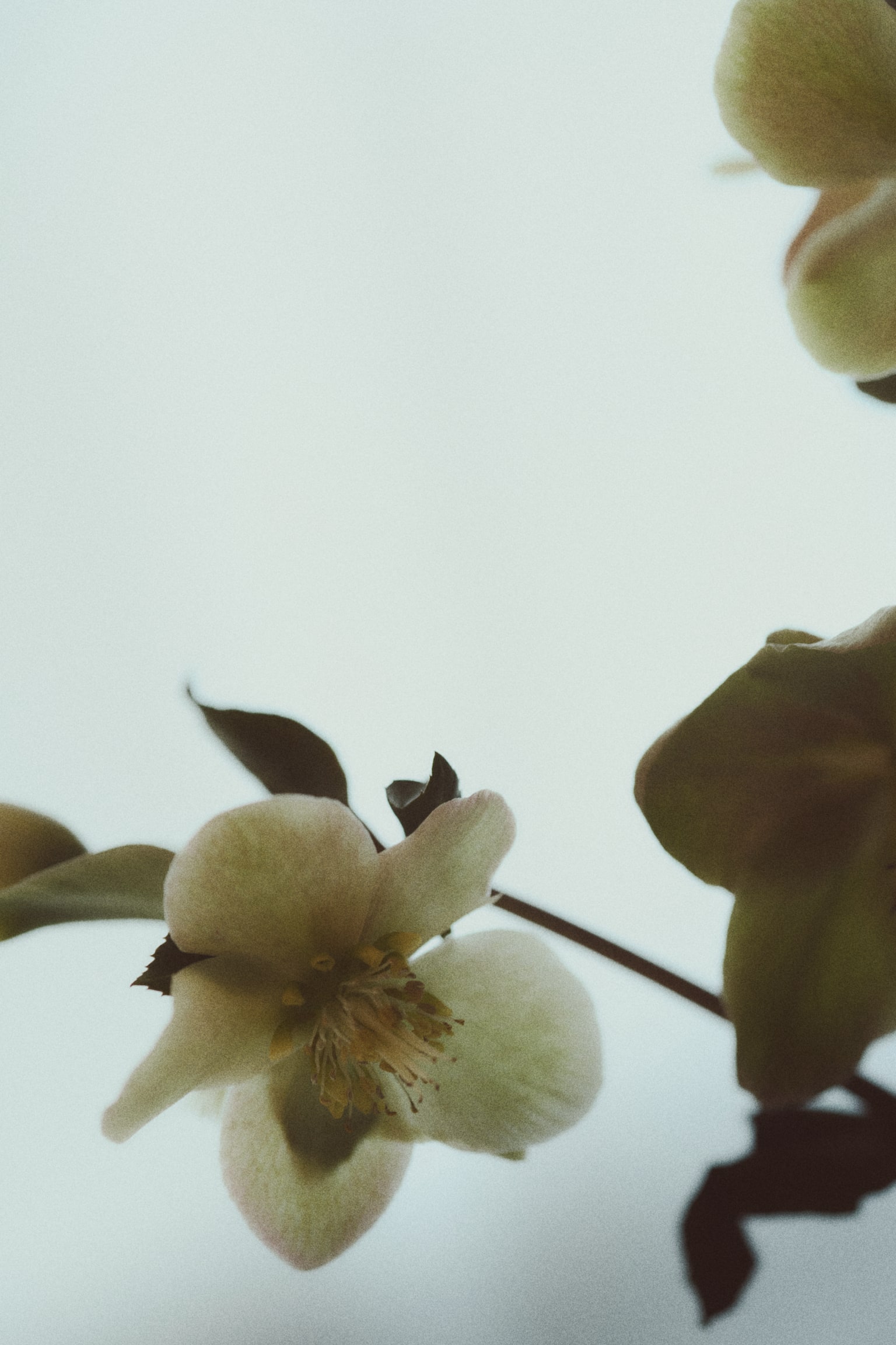 Stainless steel bud vase - Silver-coloured - 4