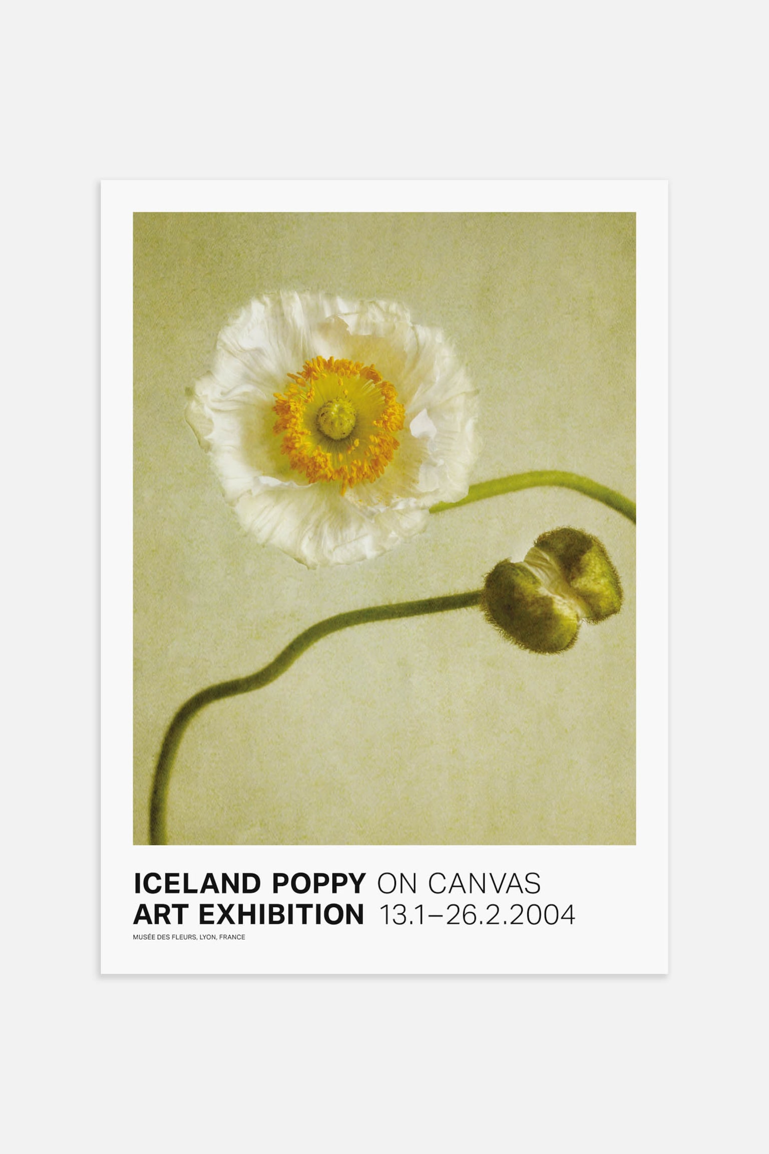 Iceland Poppy Poster - Green