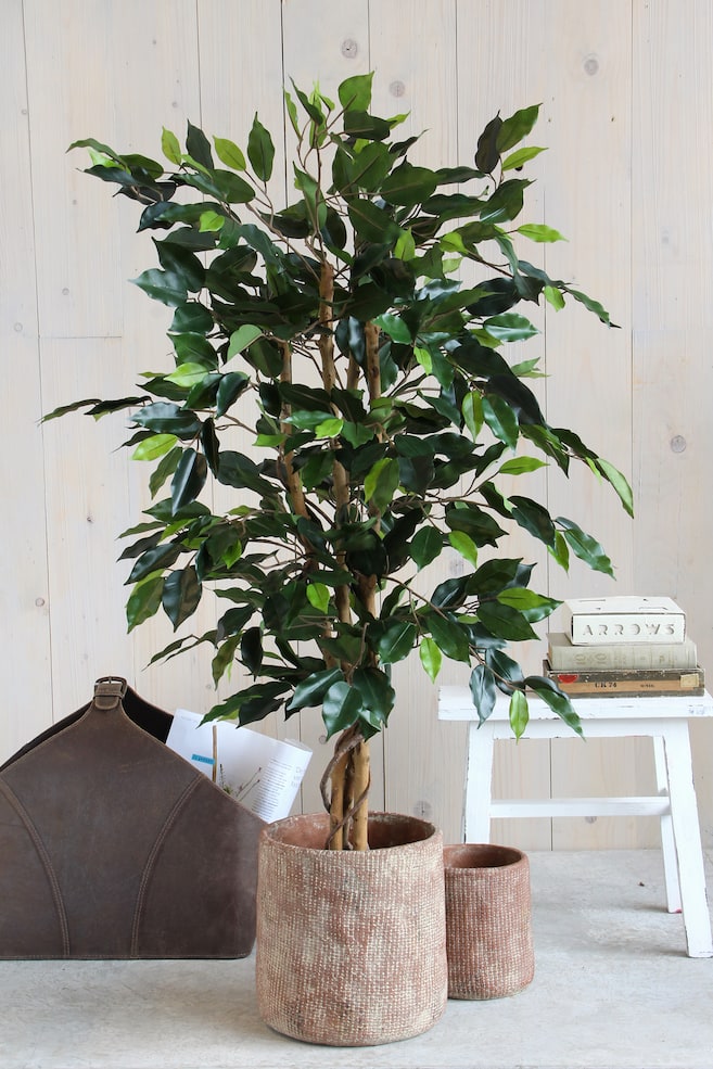 Ficus plante artificielle - Vert/Vert; Panaché - 2