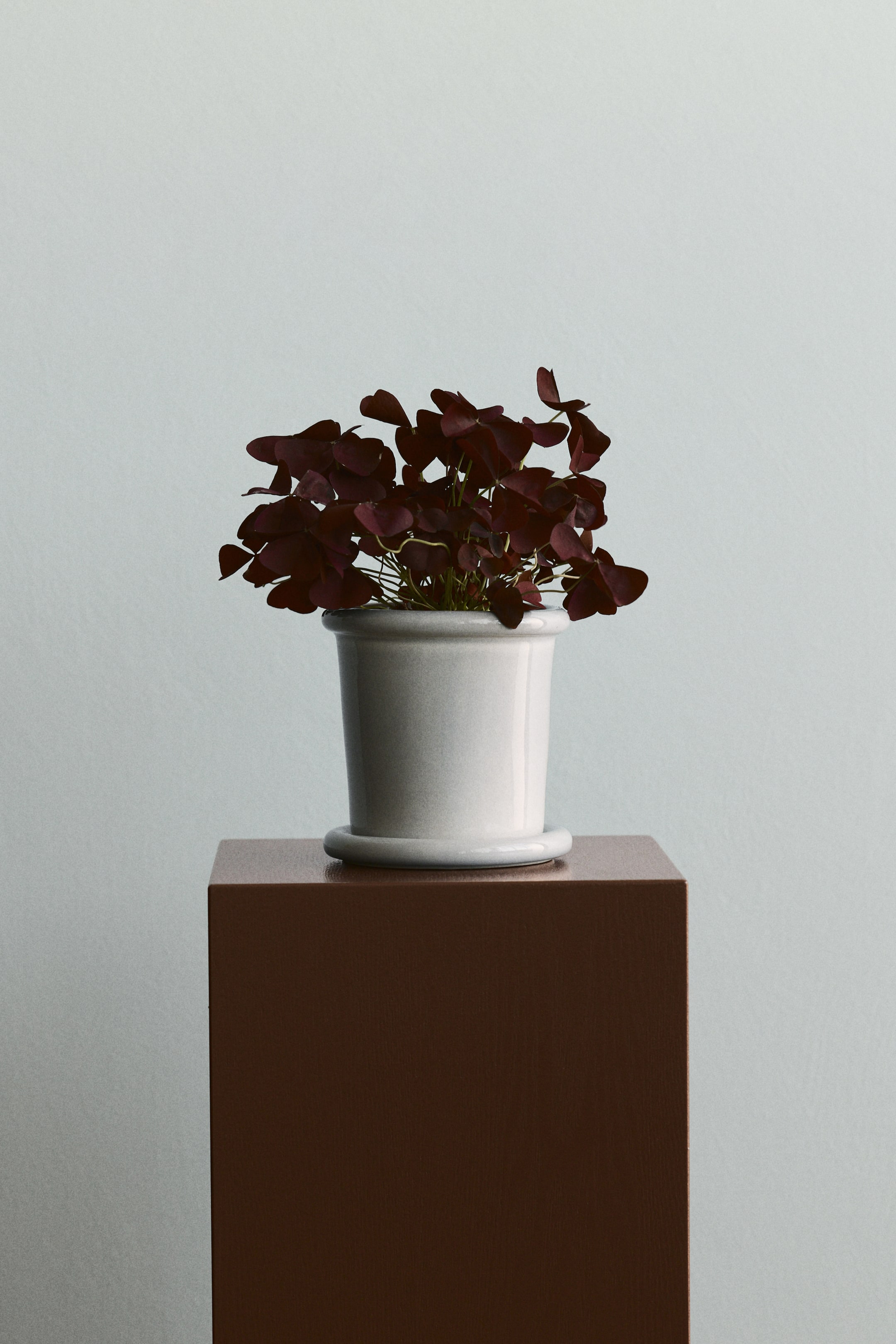 Voir une image plus grande: Une plante aux nombreuses feuilles en forme de trèfle, d'un bourgogne foncé, pousse dans un pot cylindrique en céramique gris clair. Le pot repose sur une soucoupe assortie, elle-même posée sur un piédestal brun foncé, et est vue d'un léger angle avant-droit.