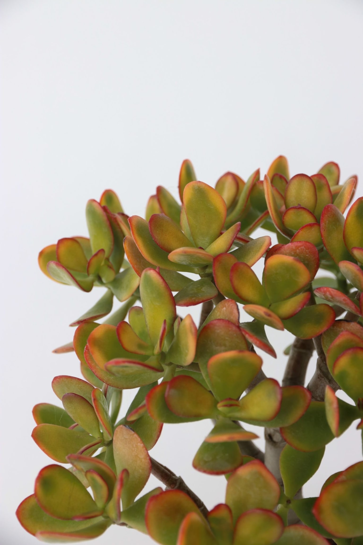 Crassula Ovata Sunset - H 30cm - 2