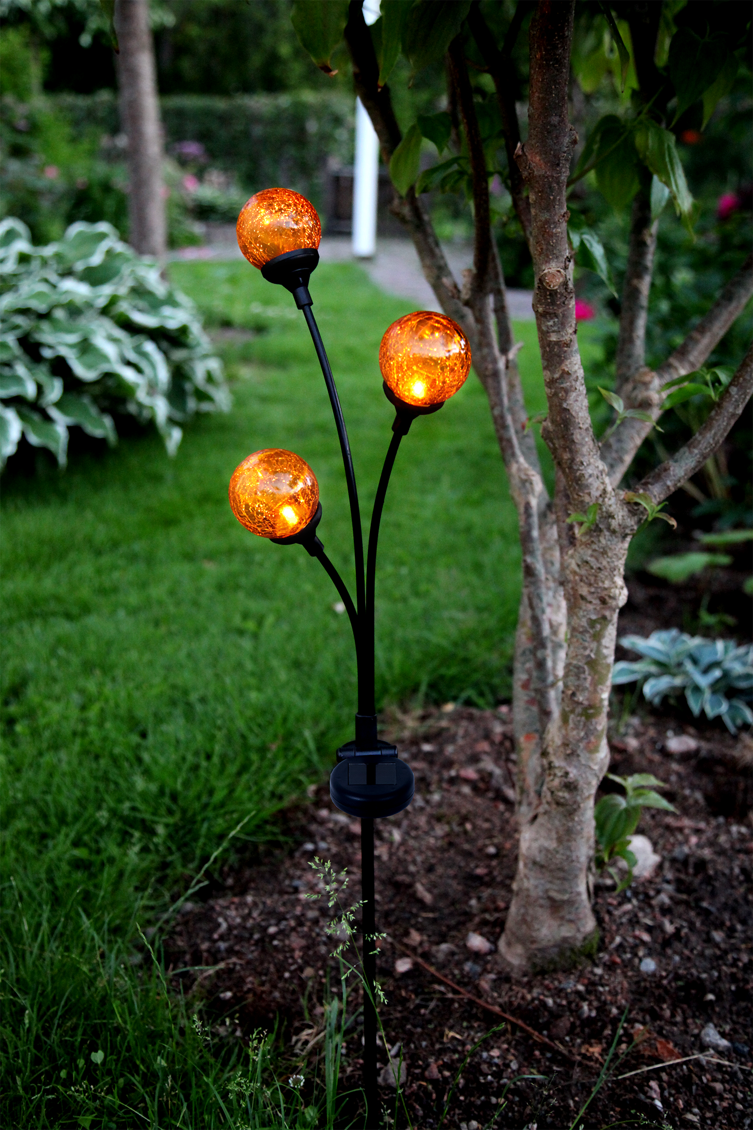 Aurinkokennokoriste Trieste - Amber