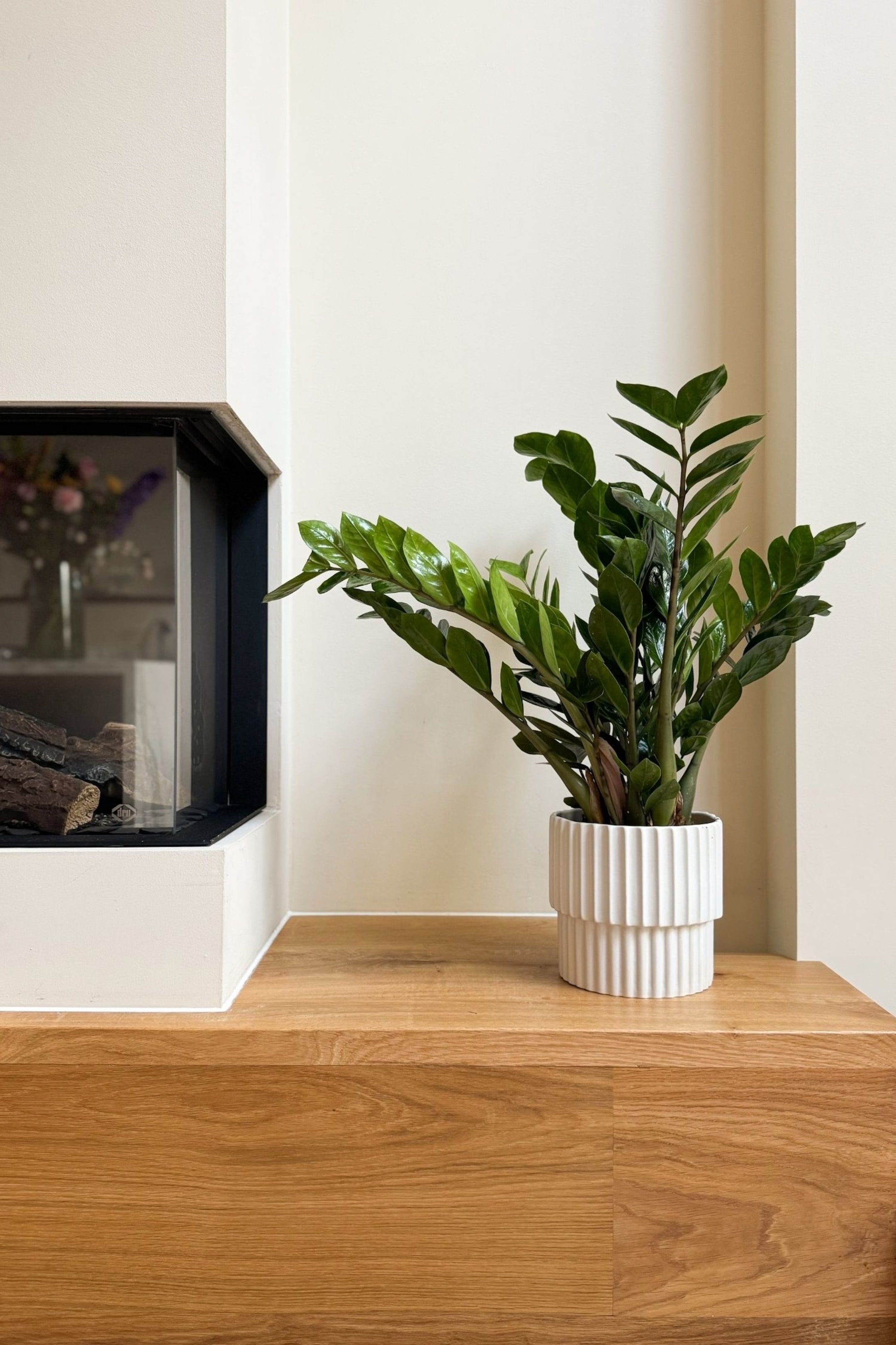 Zobacz większy obraz: Roślina ZZ rośnie w białej, cylindrycznej doniczce. Roślina prezentuje liczne ciemnozielone, błyszczące liście, które rozprzestrzeniają się na boki, podczas gdy doniczka ma pionową żebrowaną teksturę z dwoma odrębnymi, ułożonymi sekcjami.