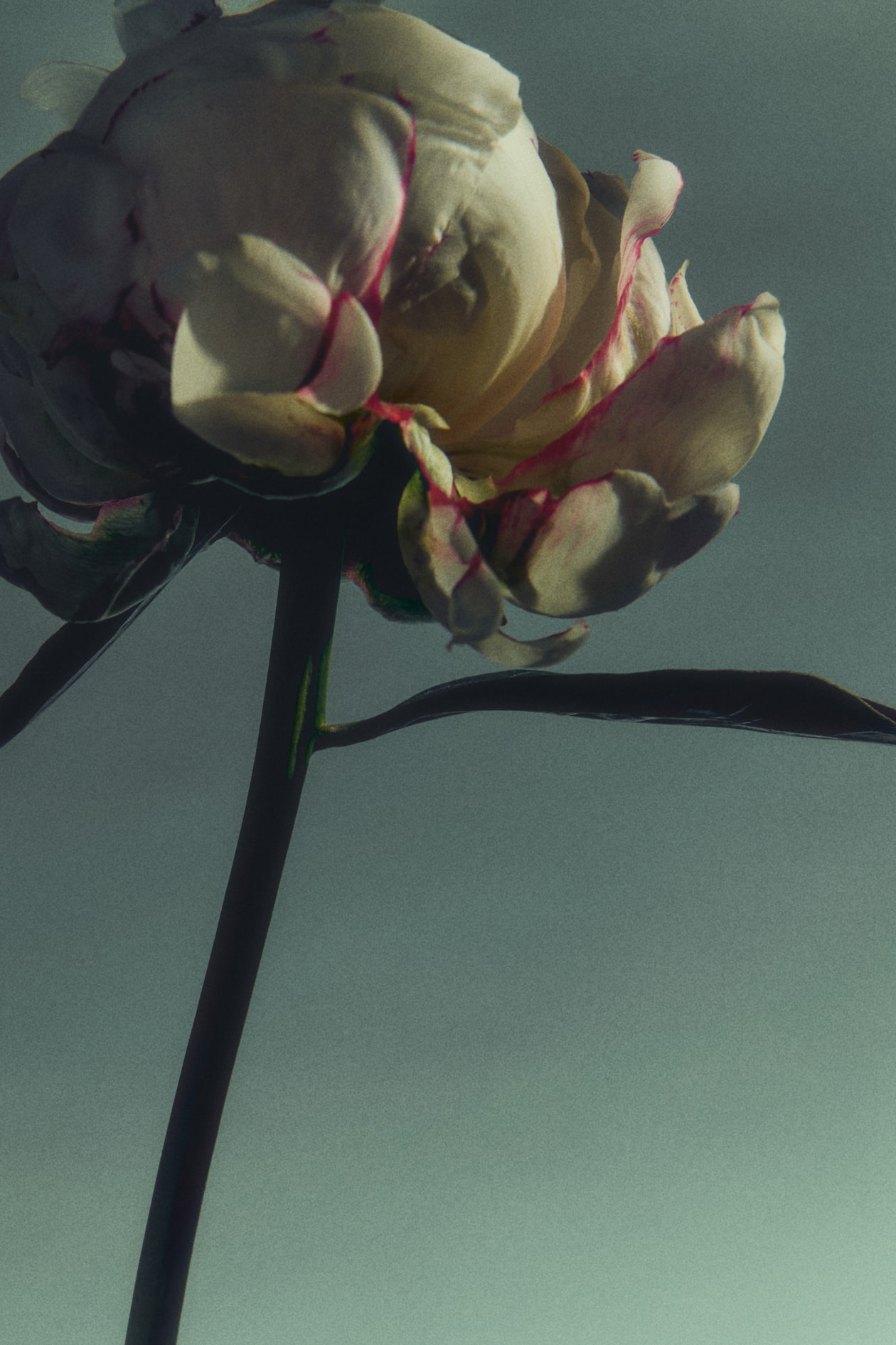 White Air EDP - image 3