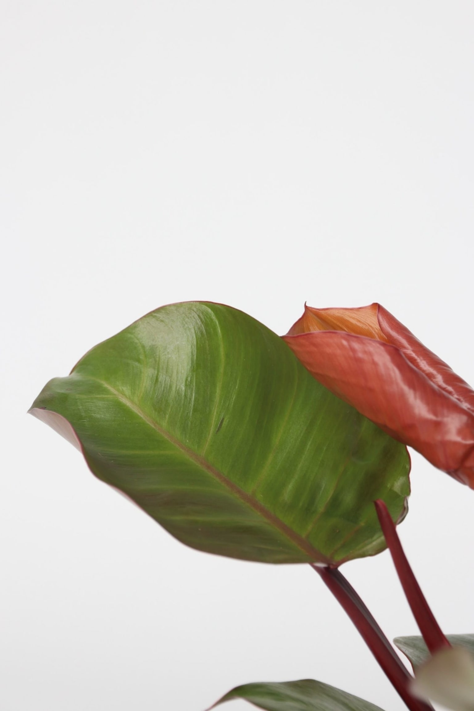 Philodendron Sun Light - Set Of 2 - H 20cm - 2