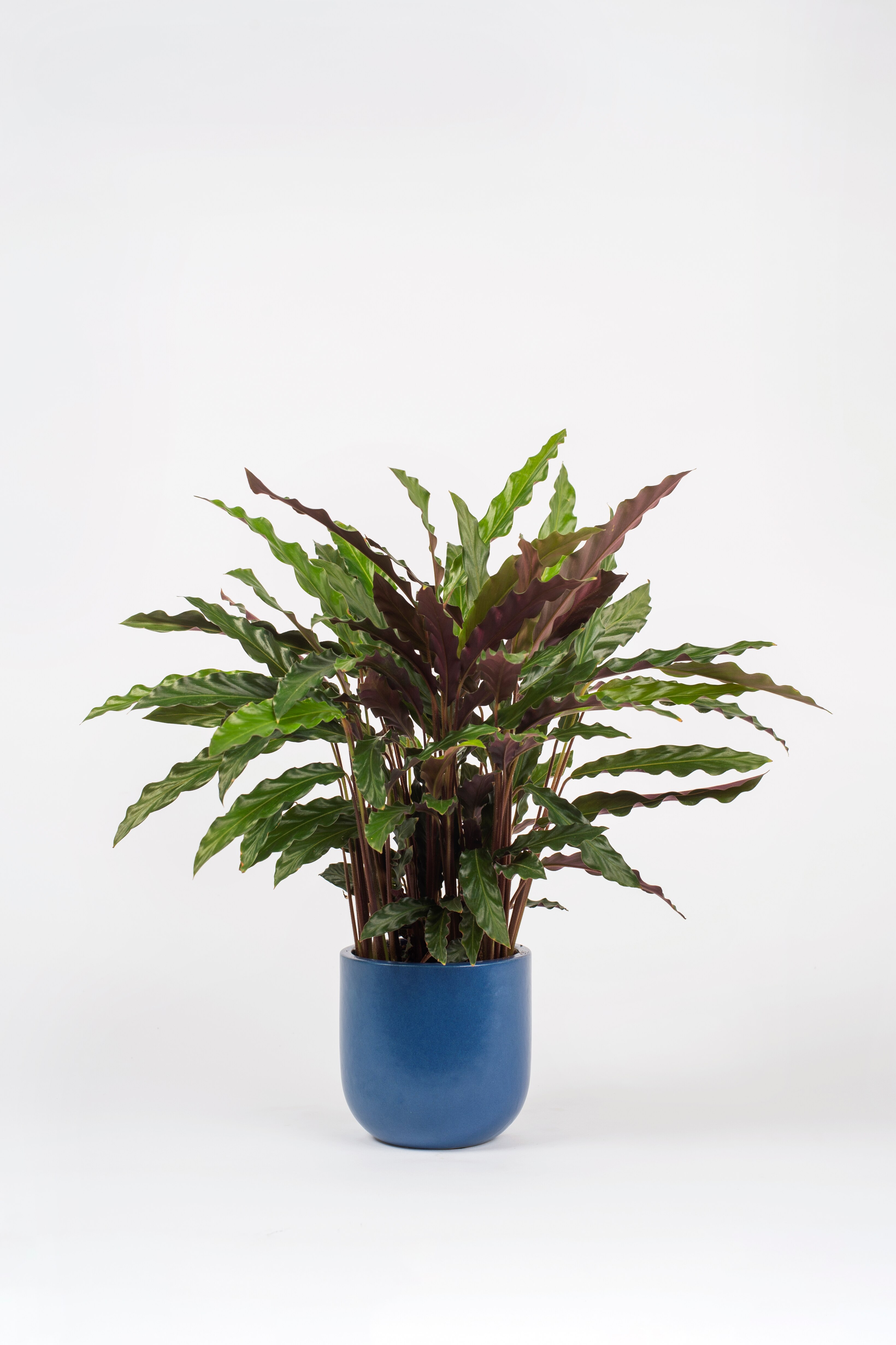 Beards & Daisies - Calathea Rufibarba - H35cm