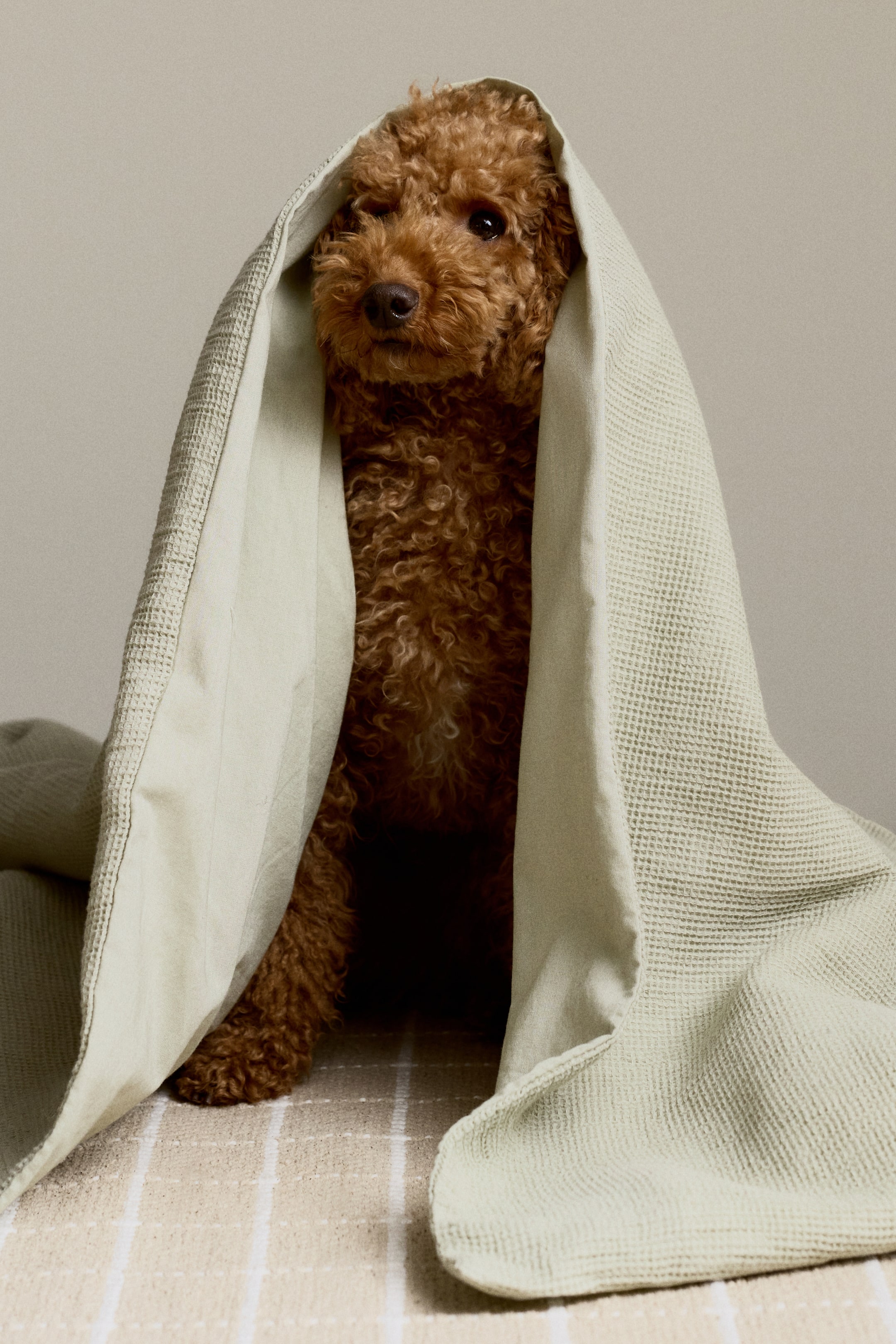 Nagyobb kép megtekintése: Egy világoszöld, waffle szövésű takaró borul egy kis, barna, göndör szőrű kutyára. A takaró texturált anyaga puha redőket képez, amelyek beborítják a kutya testét és fejét.