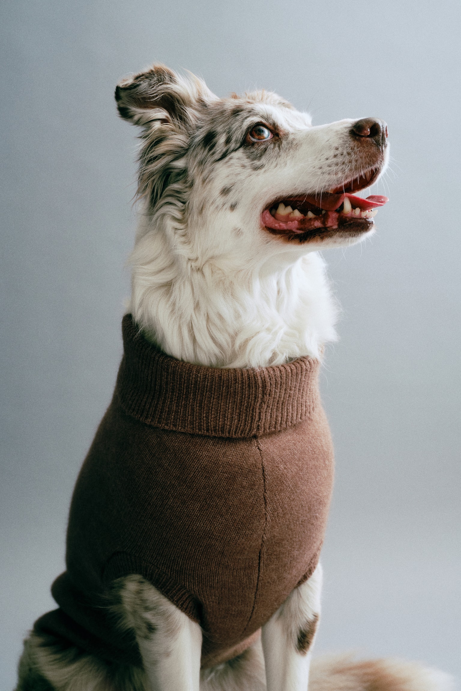 Женский свитер H&M Fine-Knit Dog, цвет: Тёмный бежевый — фото 4