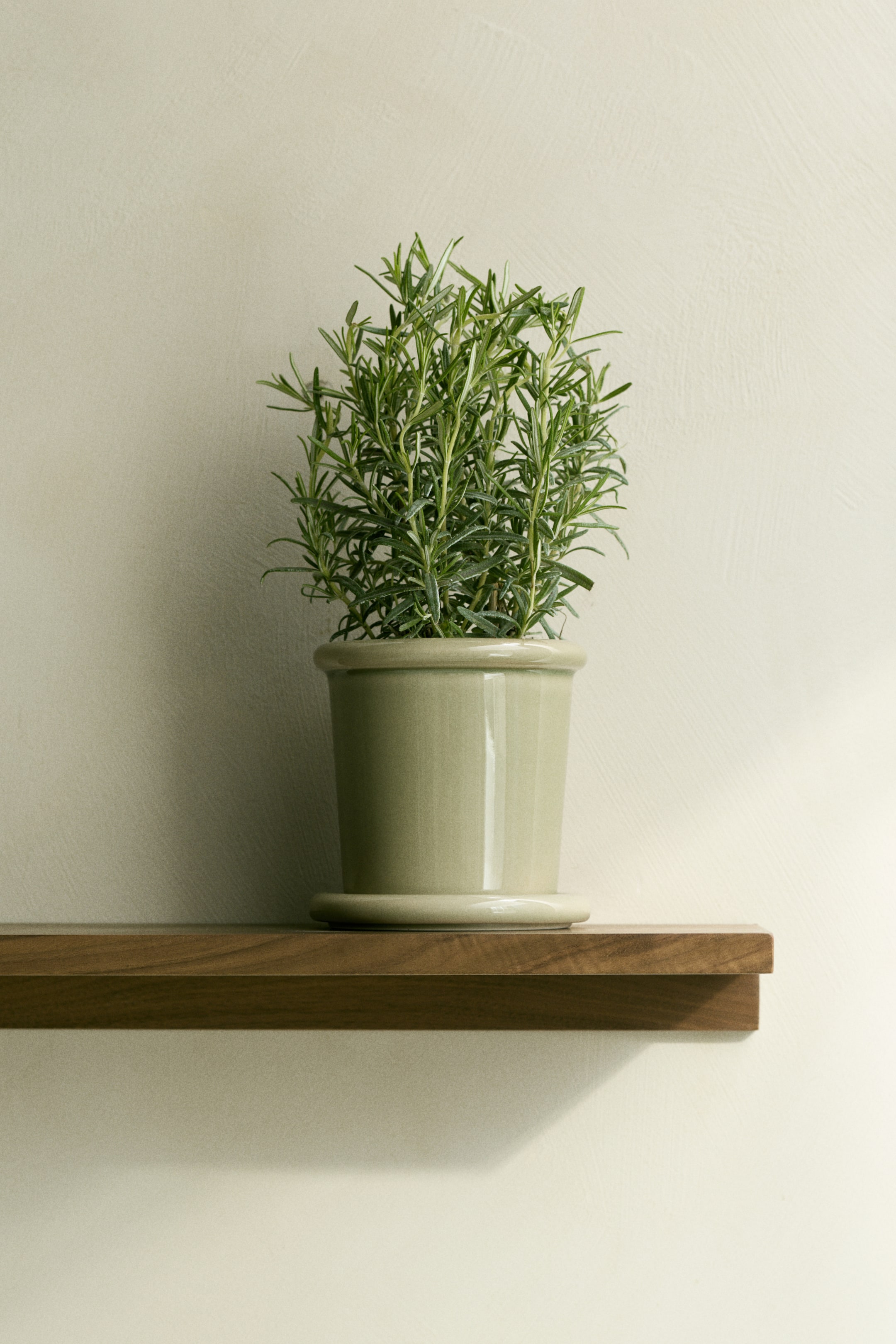 View larger image: An extra-small light green stoneware plant pot features a glazed finish and a rounded rim, accompanied by a matching saucer beneath, housing a green plant.