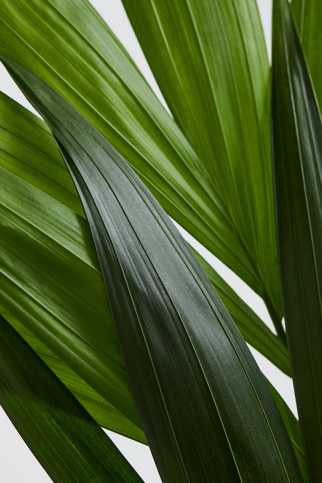 Kentia Palm - H 90cm - 3