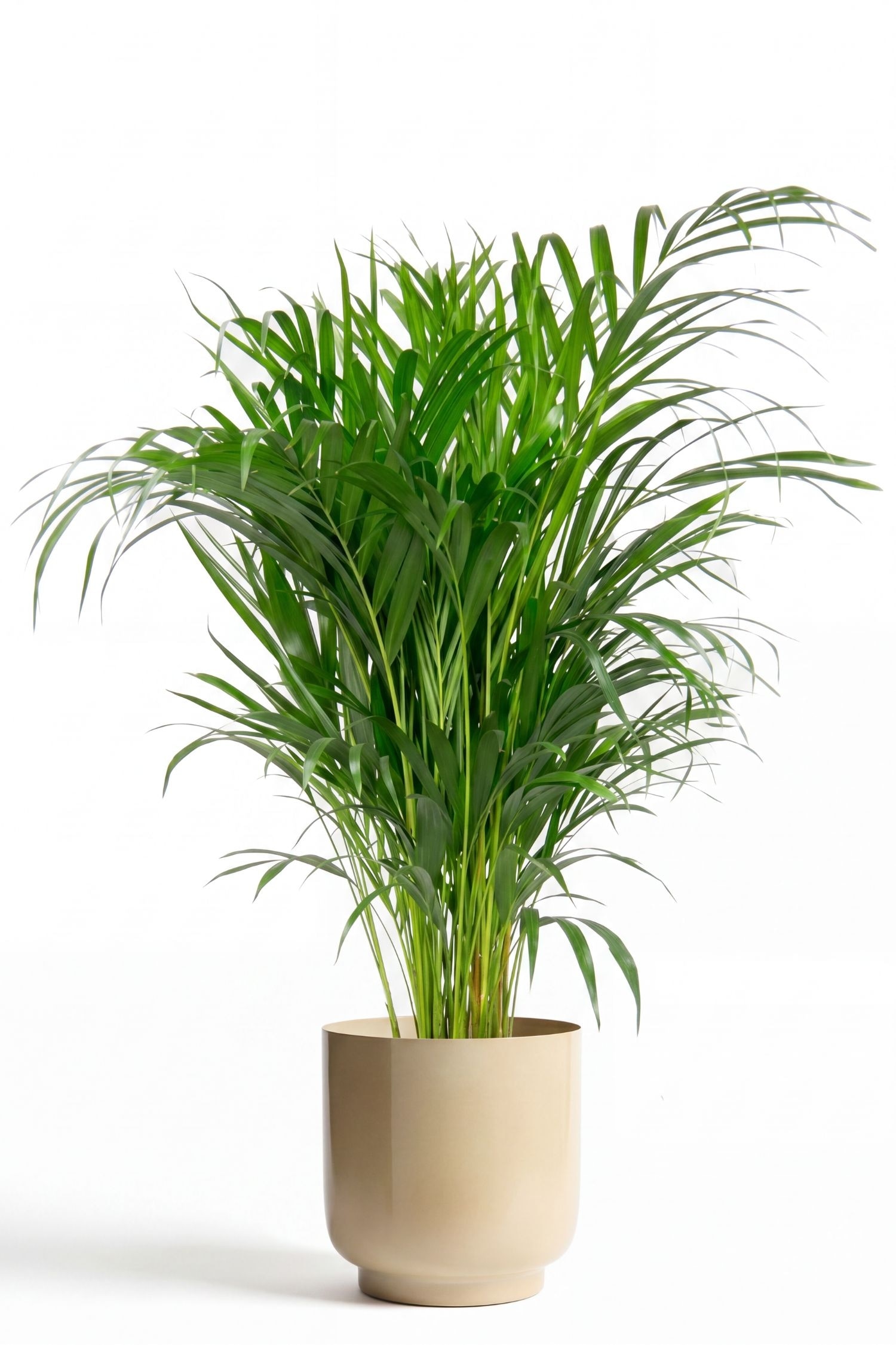 Areca Goudpalm - H 100cm