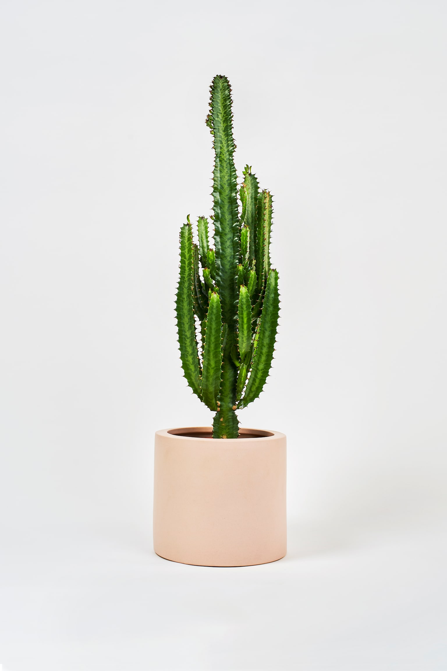 Trigona Cactus - H65cm - 1