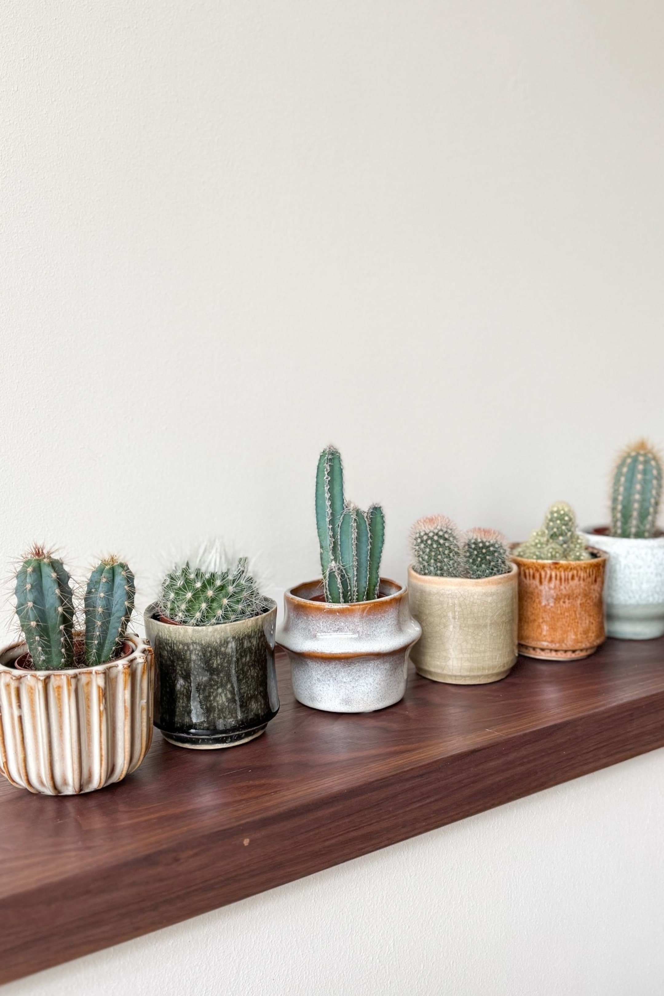 Grotere afbeelding bekijken: Cactus - Set Van 6 - H 5cm - Plant in a Box - HOME | H&M NL 1