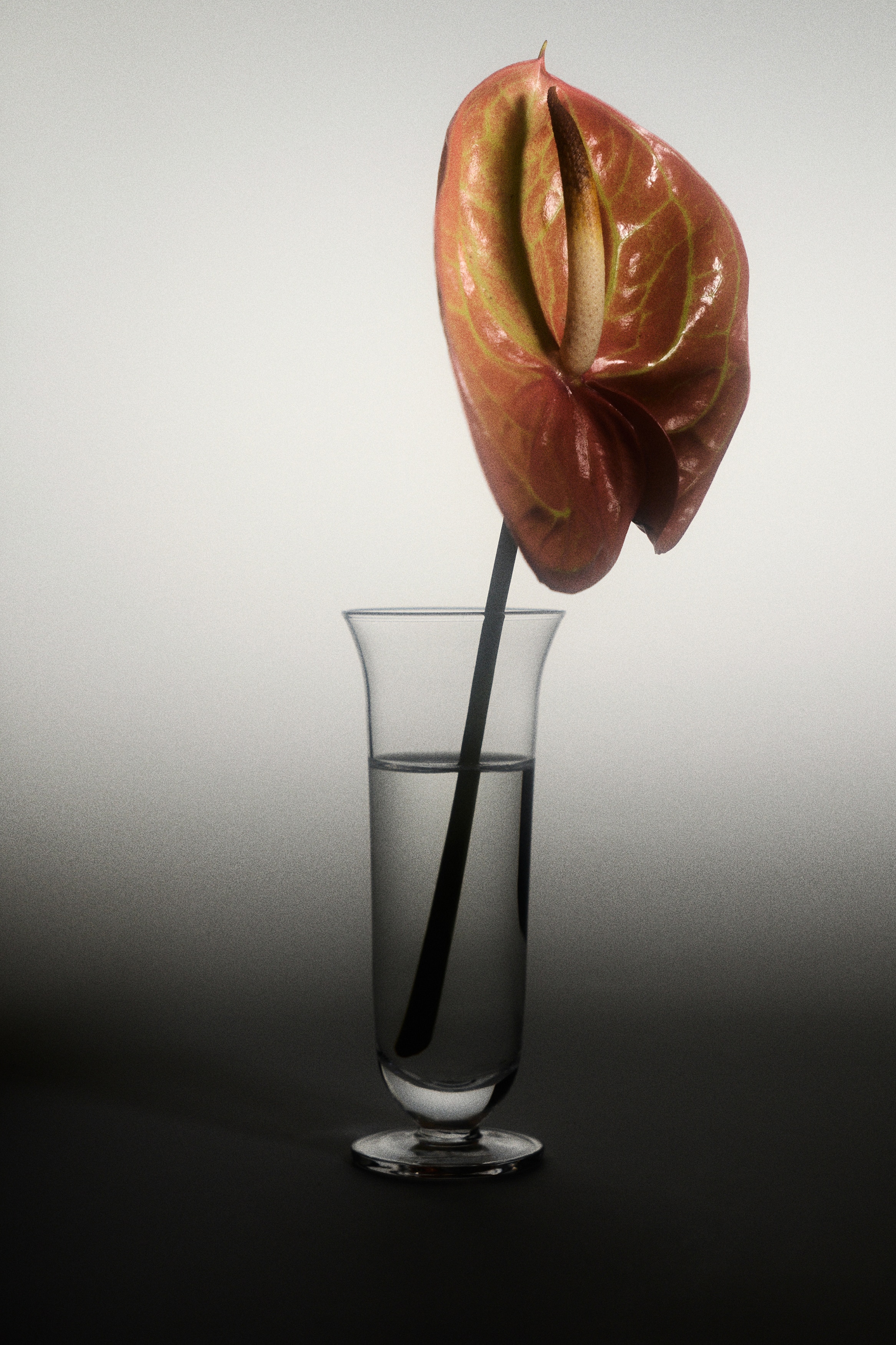 2-Pack Glass Mini Vases - Transparent