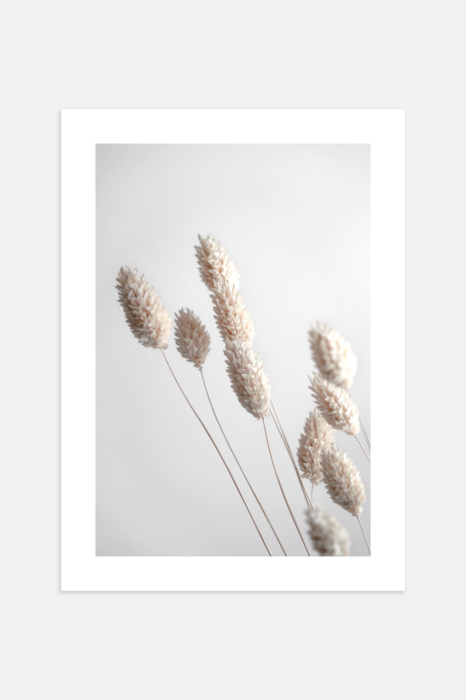 Dried Grass Poster - Beige/gray - 1