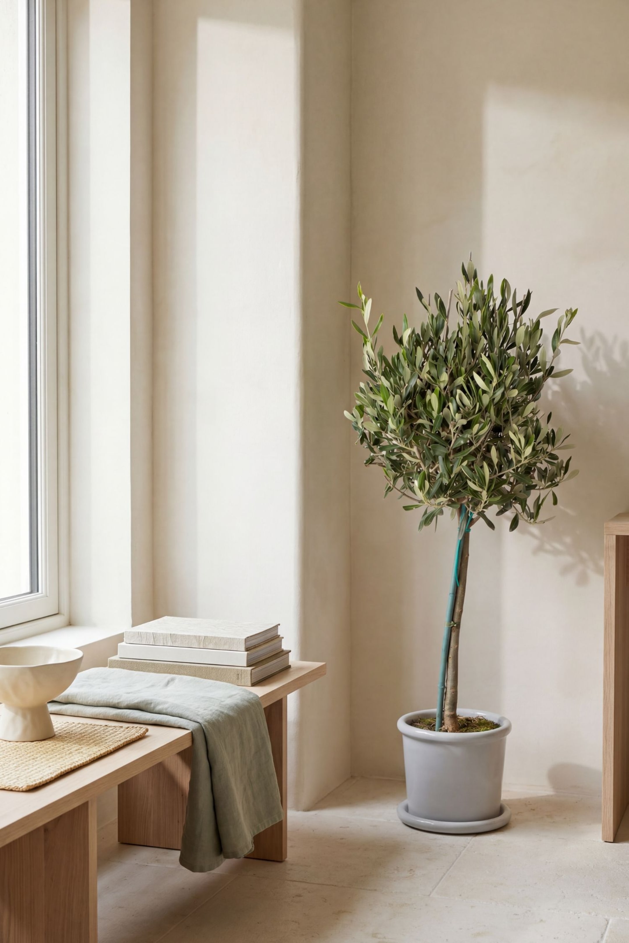 Größeres Bild ansehen: Olivenbaum - H 80cm - Bloomique - Home All | H&M DE 1