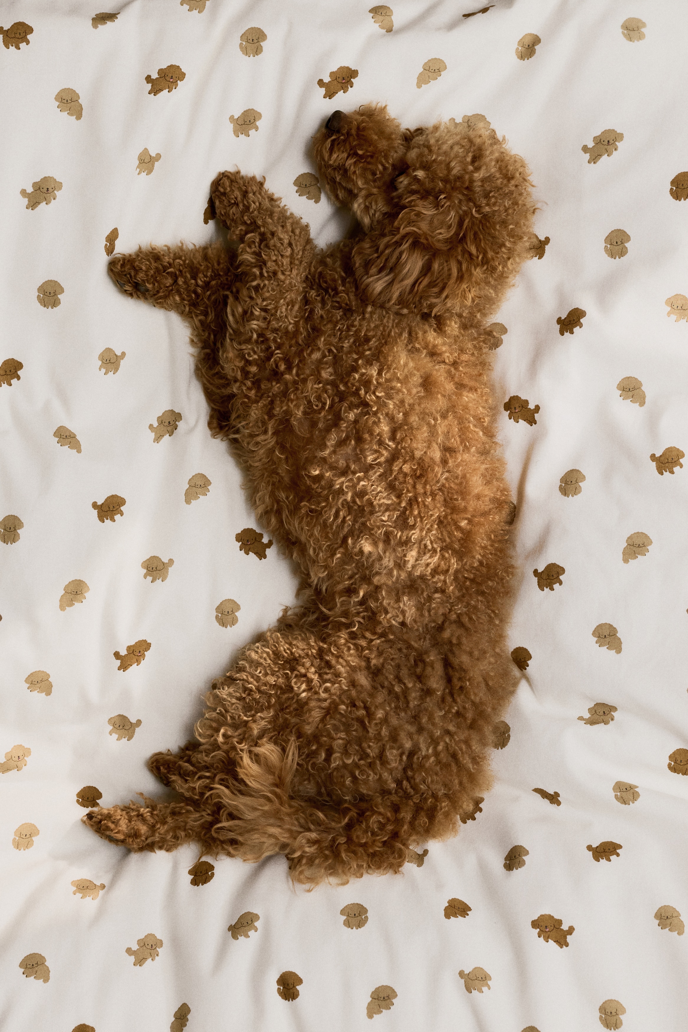 Patterned Crib Duvet Cover Set - White/puppies