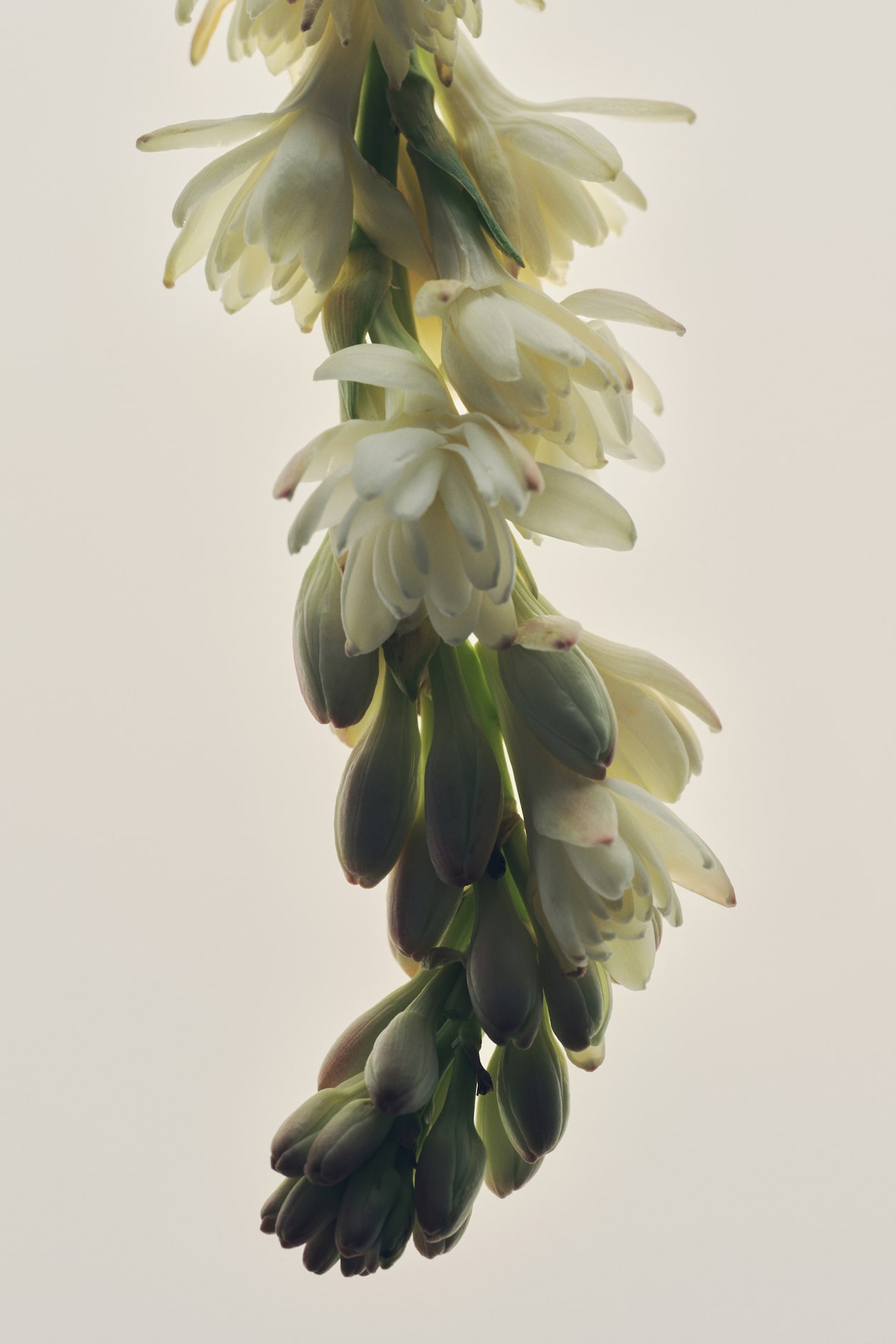Hopeful Romantic Fragrance - image 5