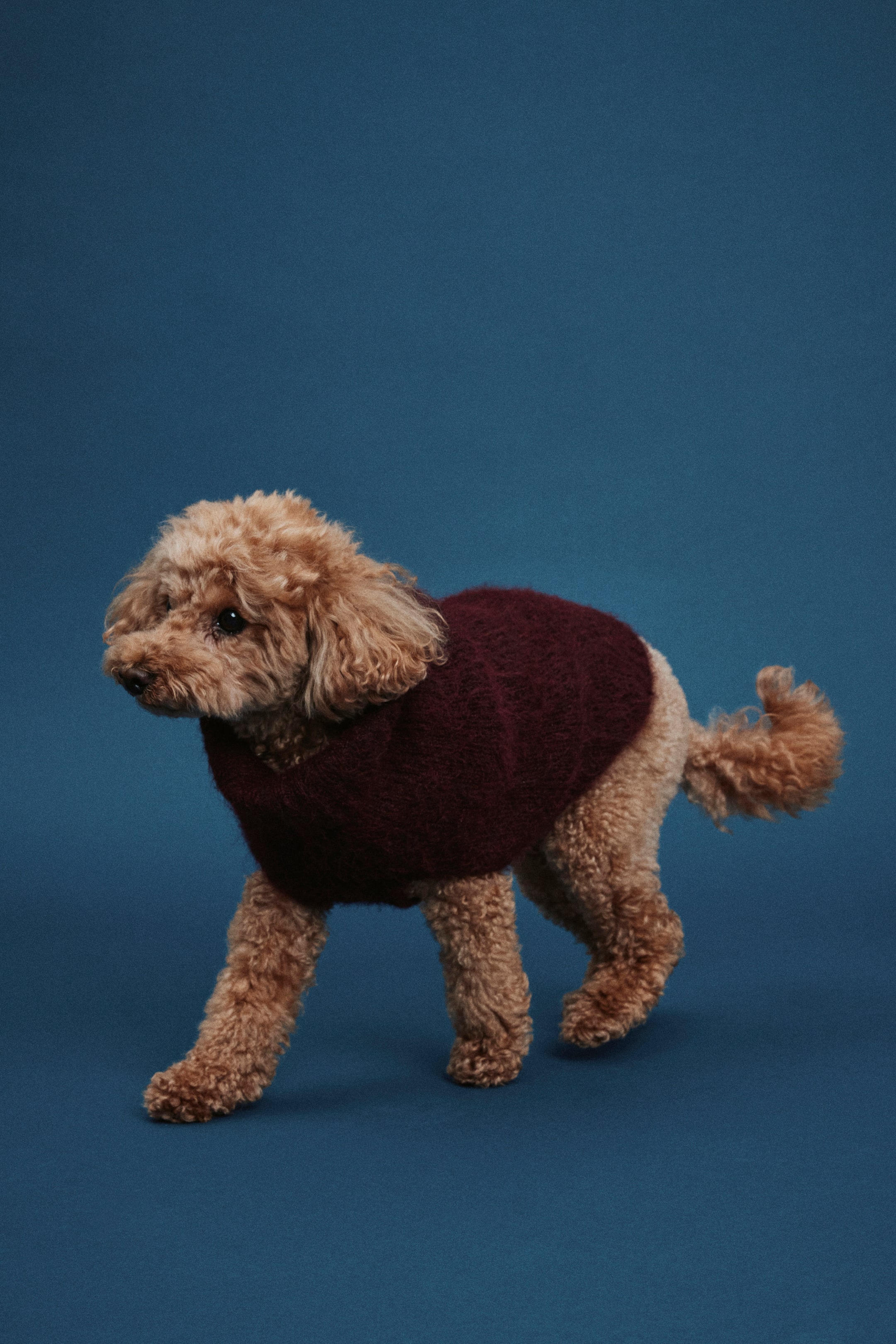 Größeres Bild ansehen: Flauschiger Hundepullover - Weinrot - Men | H&M DE 4