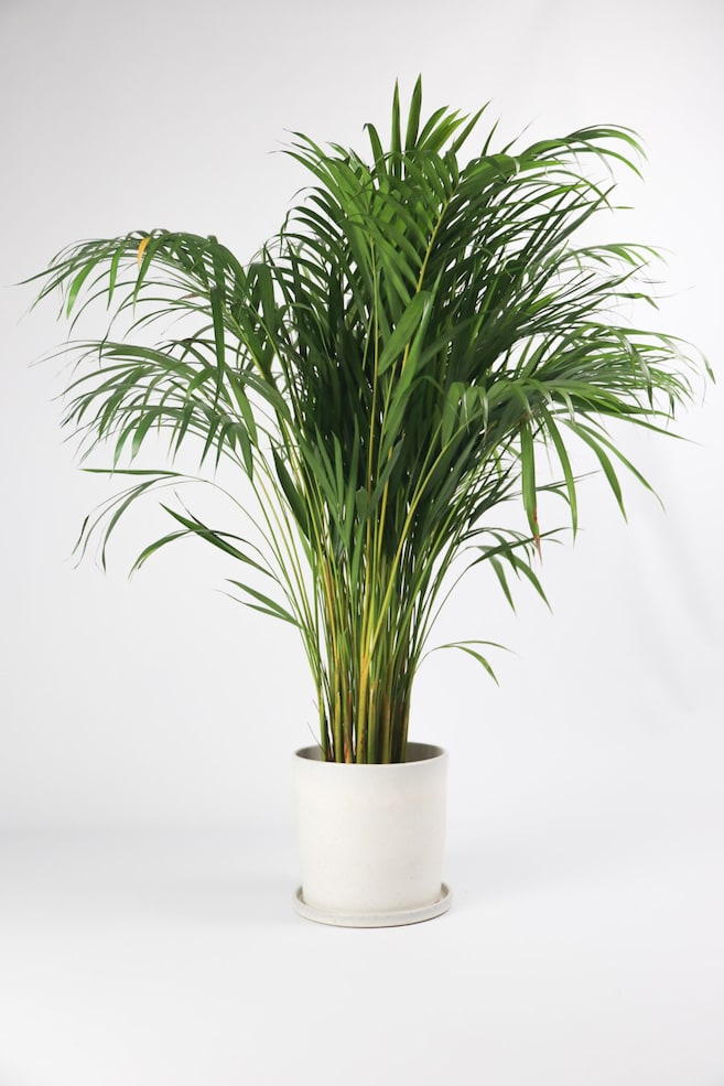 Areca Palm - H 100cm - 1