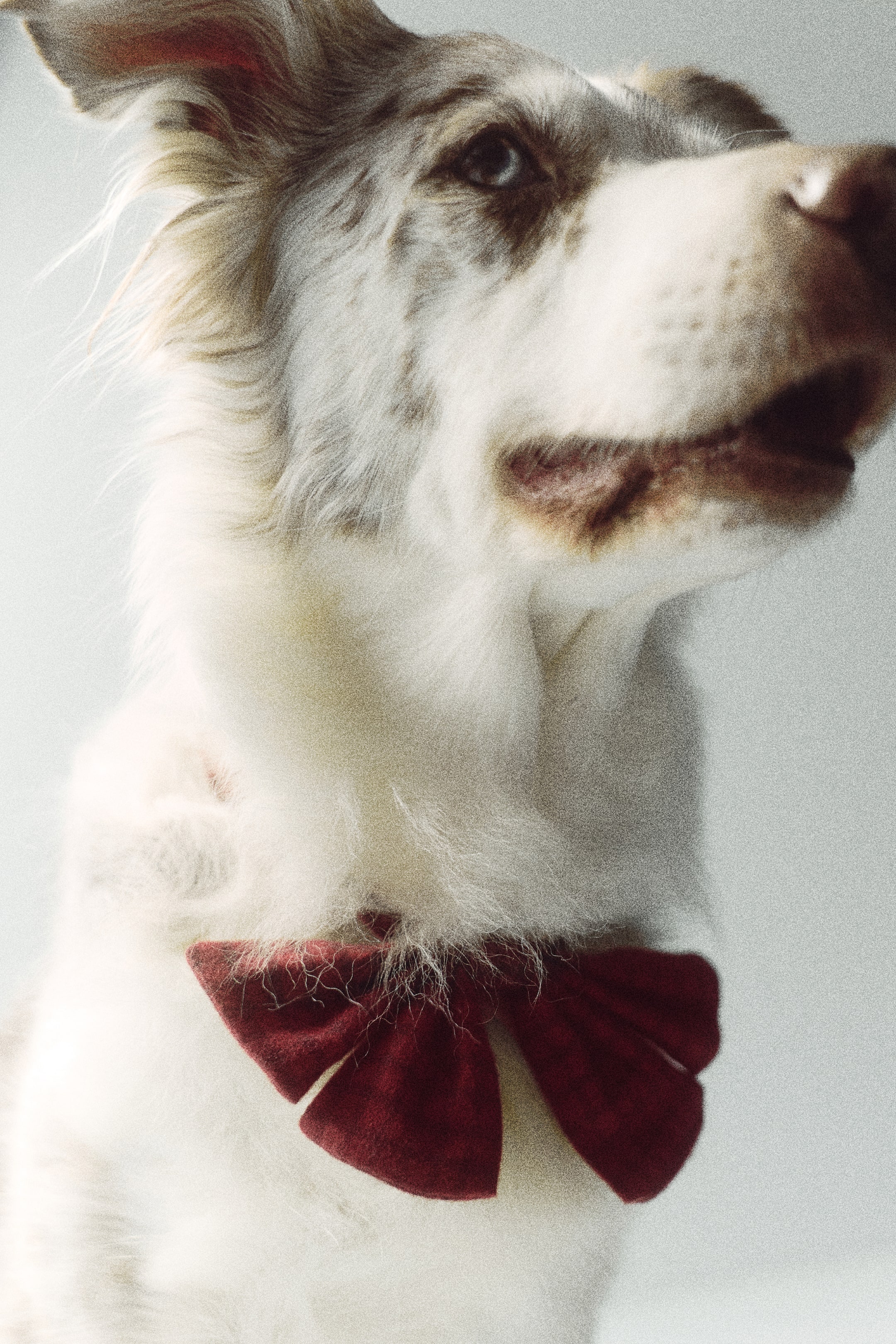 Visualizza l'immagine ingrandita: Un papillon rosso scuro preannodato in morbido flanella testurizzata viene indossato attorno al collo di un cane, mettendone in risalto il profilo frontale e la classica forma a farfalla.