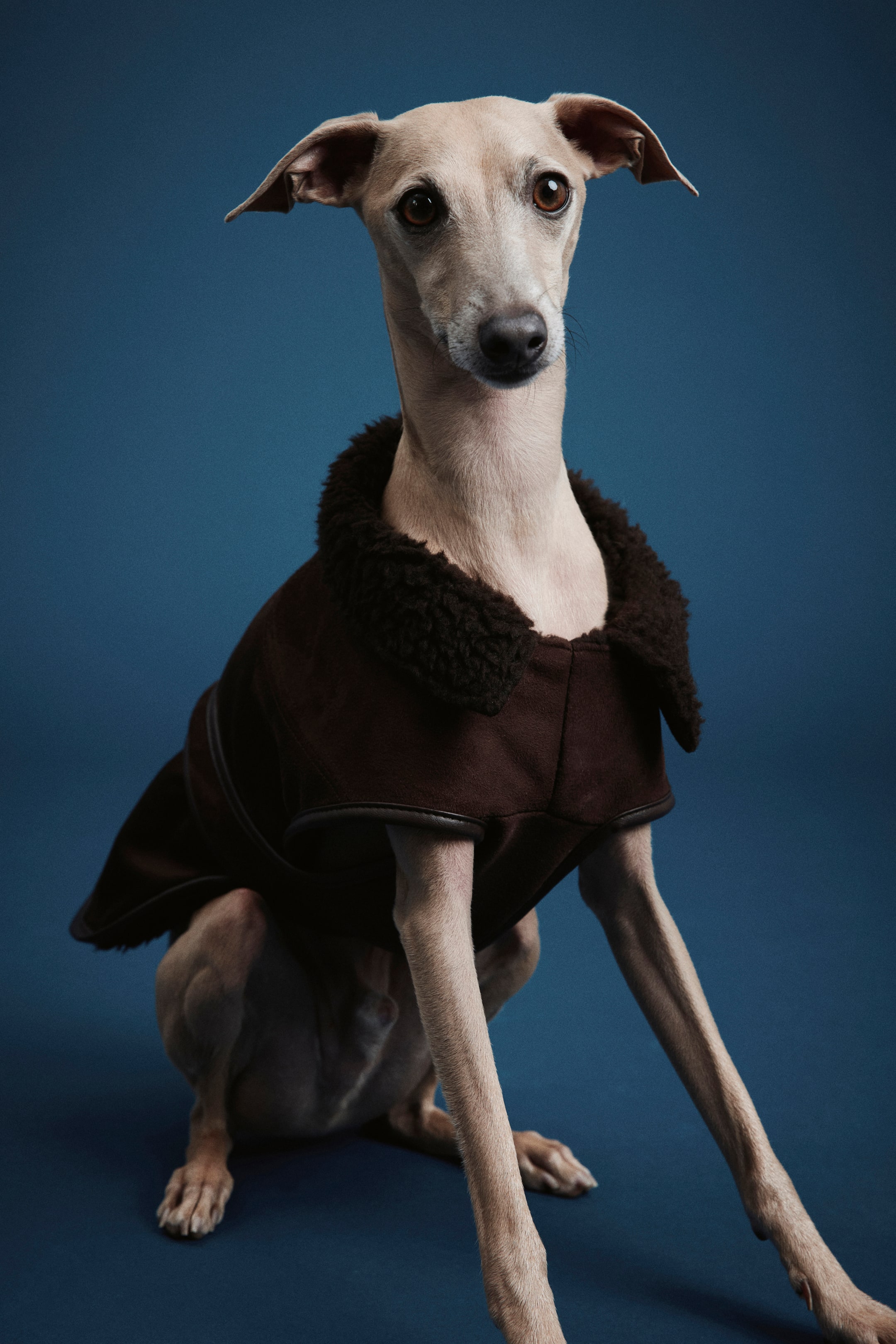 Visualizza immagine più grande: Teddy-lined dog coat - Marrone scuro - DONNA | H&M IT 1