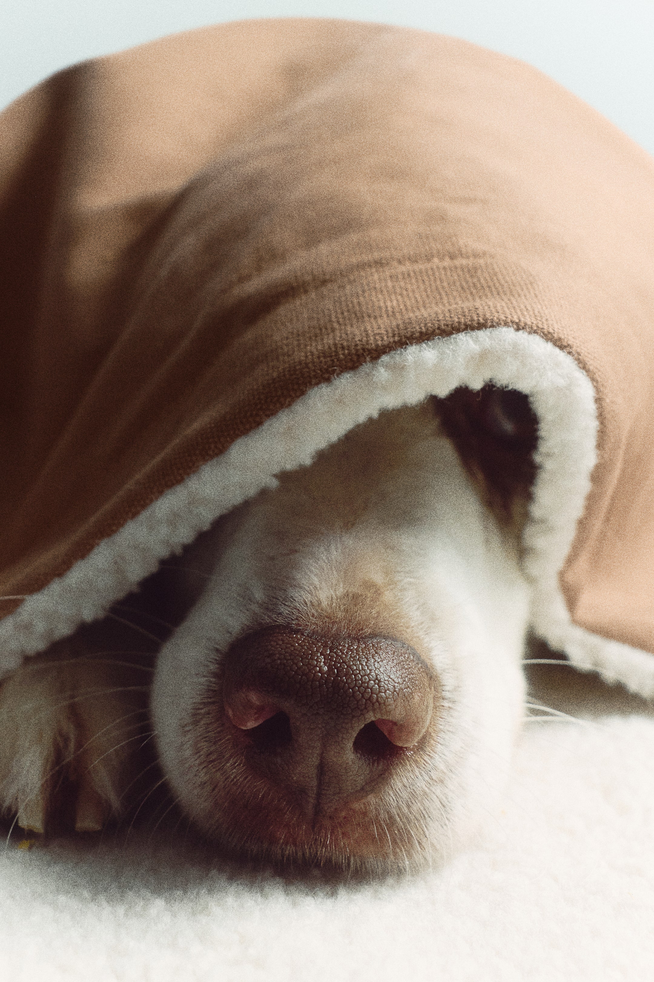 이미지 확대 보기: 갈색 코튼 캔버스 외피와 부드러운 흰색 테디 플리스 안감이 있는 반려동물 담요가 강아지의 머리 위로 드리워져 있으며, 담요 아래로는 코와 주둥이만 살짝 보이고 있다.