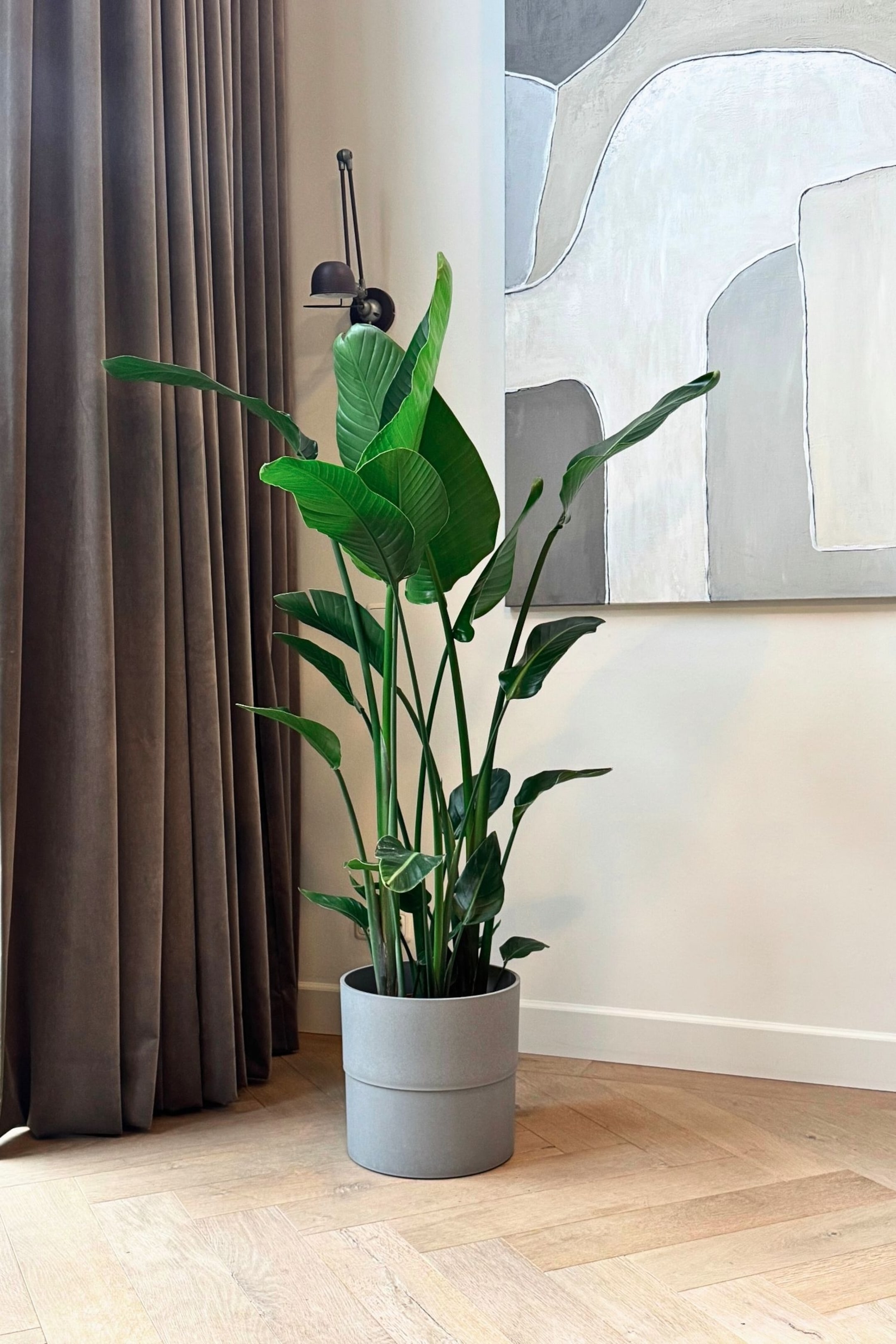 Grotere afbeelding bekijken: Een grote groene plant staat rechtop en toont brede bladeren en meerdere stelen. Hij is geplaatst in een grijze cilindervormige pot met een ontwerp in twee lagen.