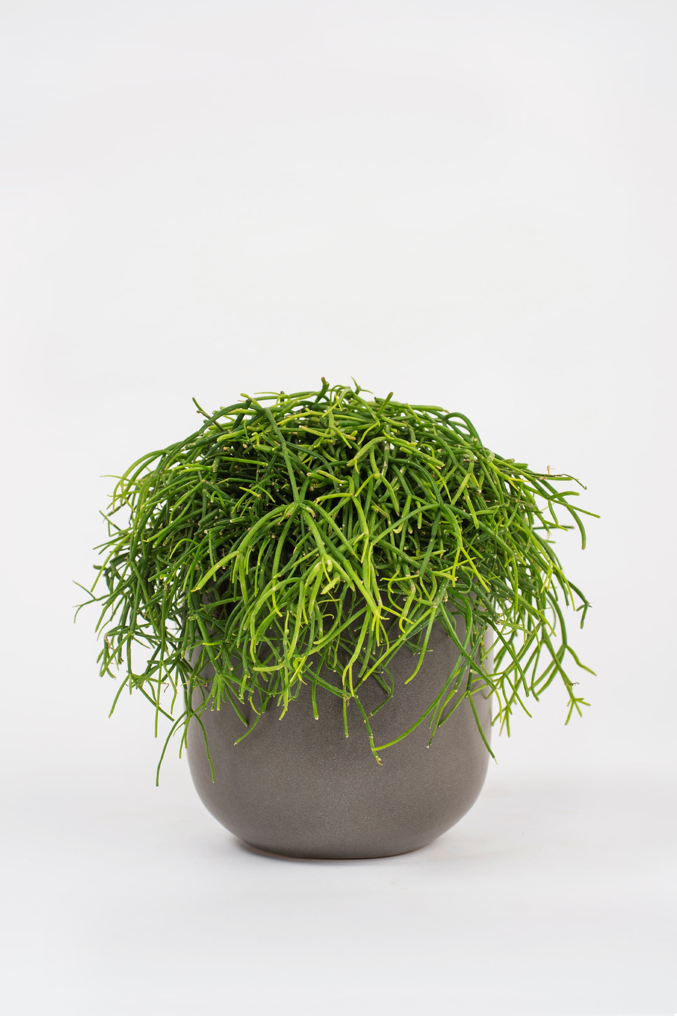 View larger image: Mistletoe Cactus - H40cm - Beards & Daisies - Home All | H&M GB 1