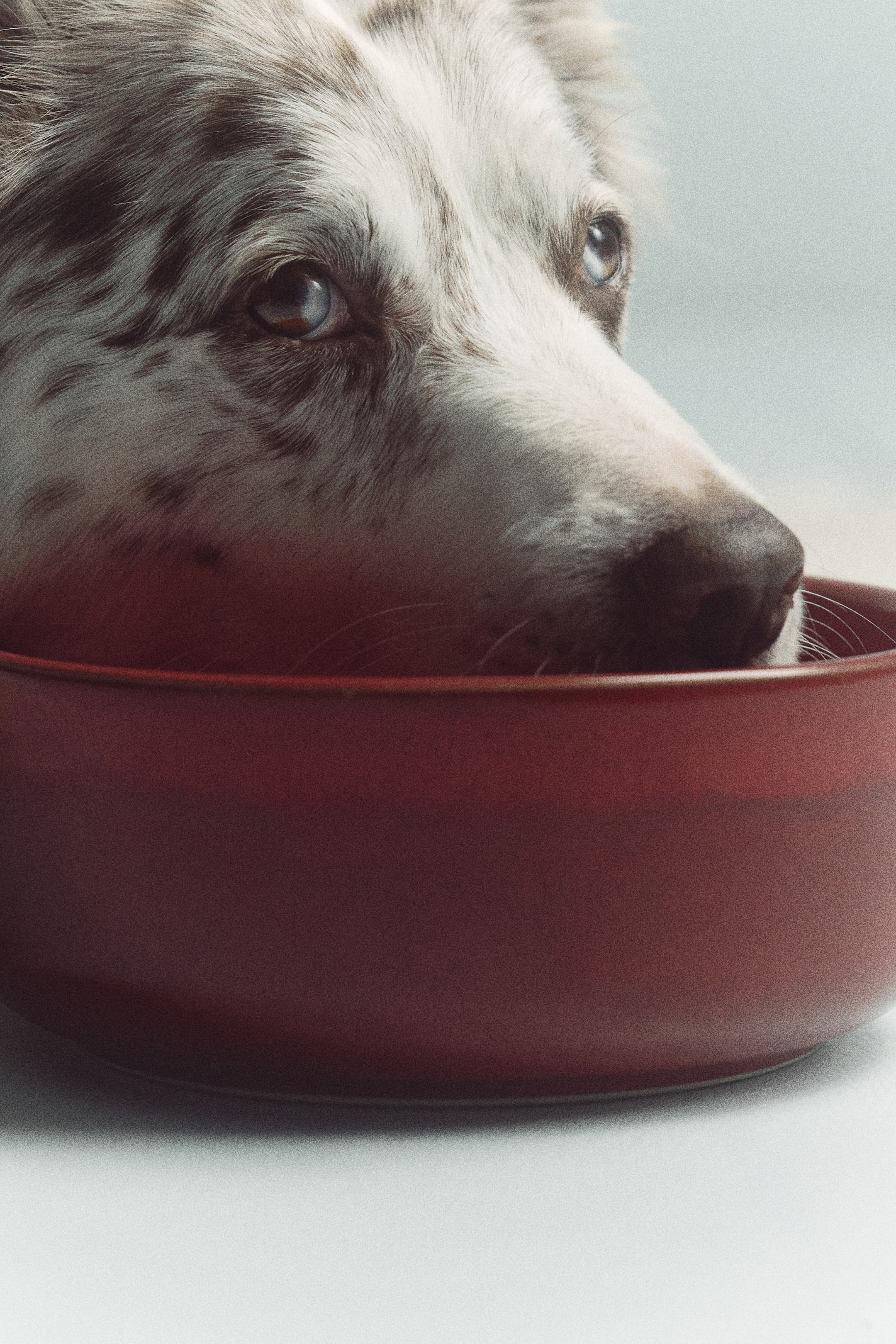 Agrandir l'image: Un bol pour animaux en céramique rouge mat est présenté de face en gros plan, avec un design circulaire lisse, tandis qu’un chien repose son museau et sa tête à l’intérieur du rebord.