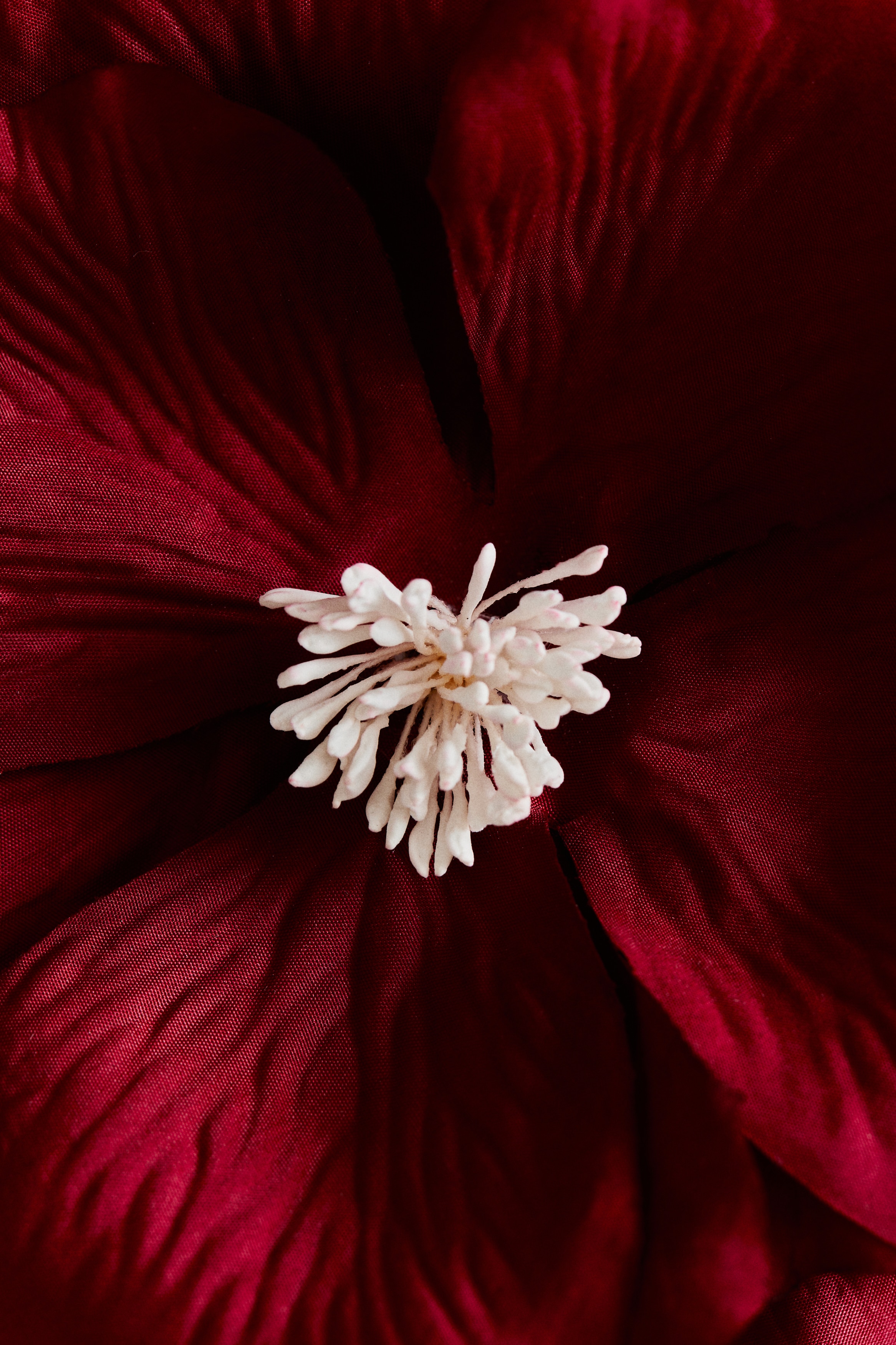 Helleborusornament - Rood/Wit/bloem