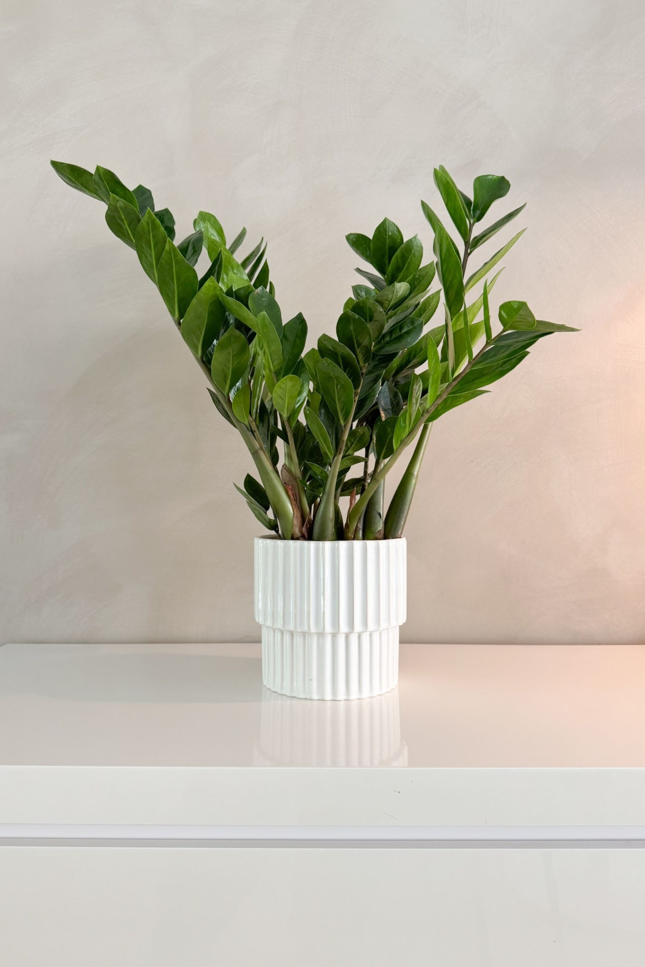 View larger image: Zamioculcas Zamiifolia Zz Plant - H 55cm - Plant in a Box - Home All | H&M GB 1