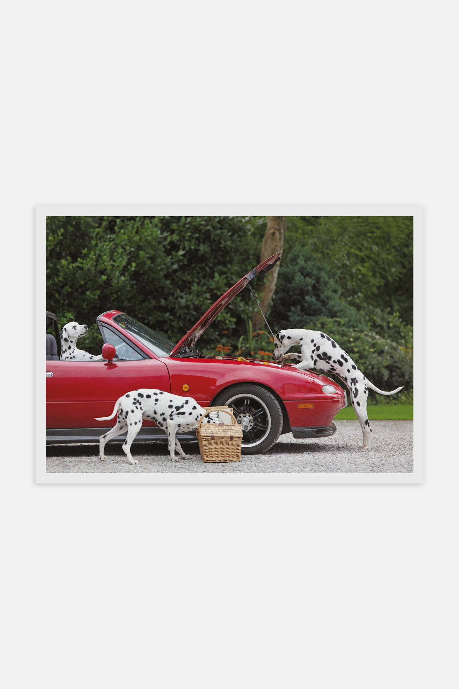 Three Dalmatians Poster - Red