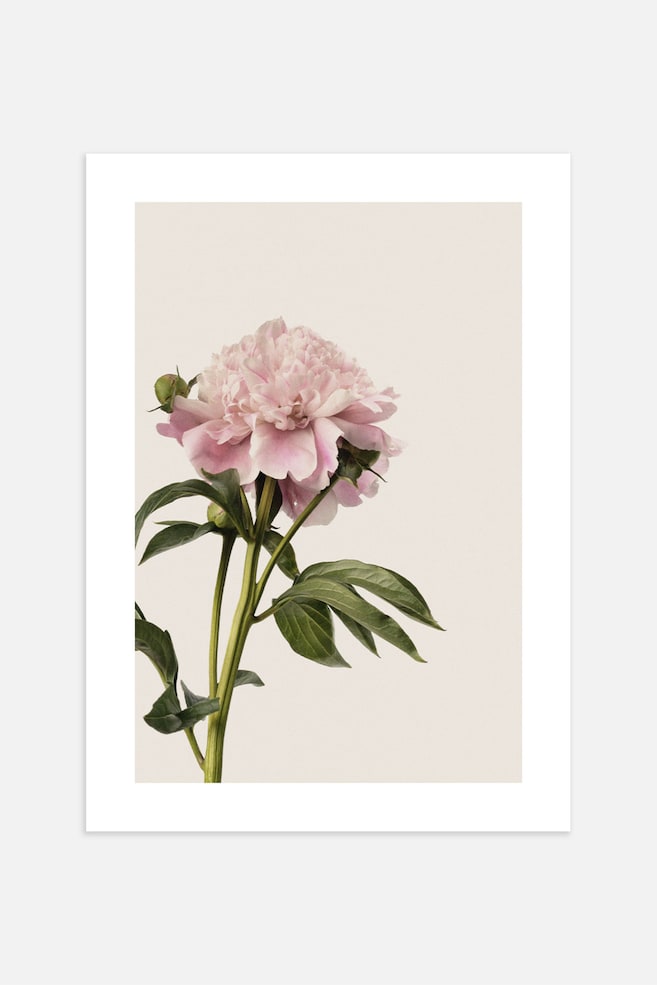 Vintage Peony Poster - Rosa/grön - 1
