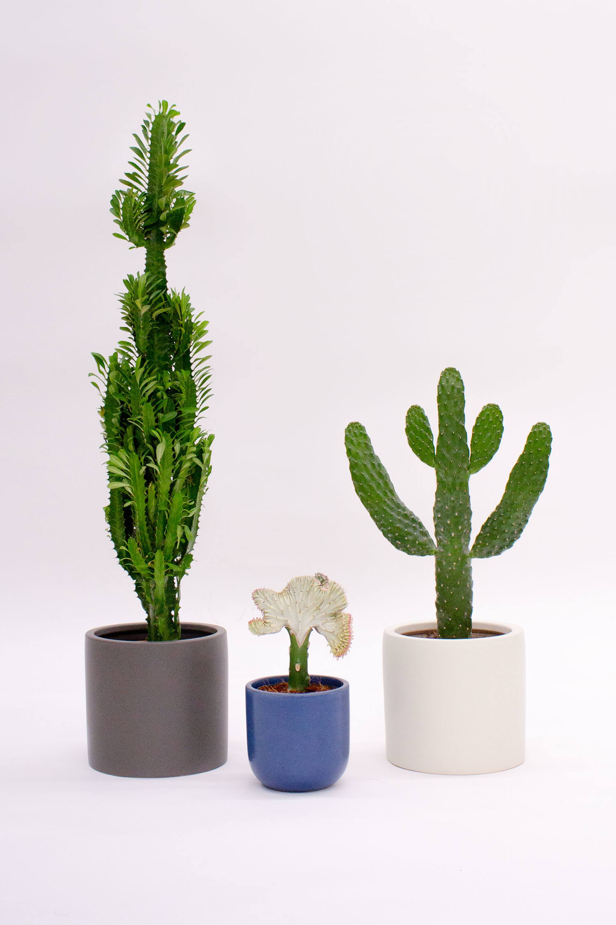 View larger image: Cacti Bundle - Set Of 3 - Beards & Daisies - Home All | H&M GB 1
