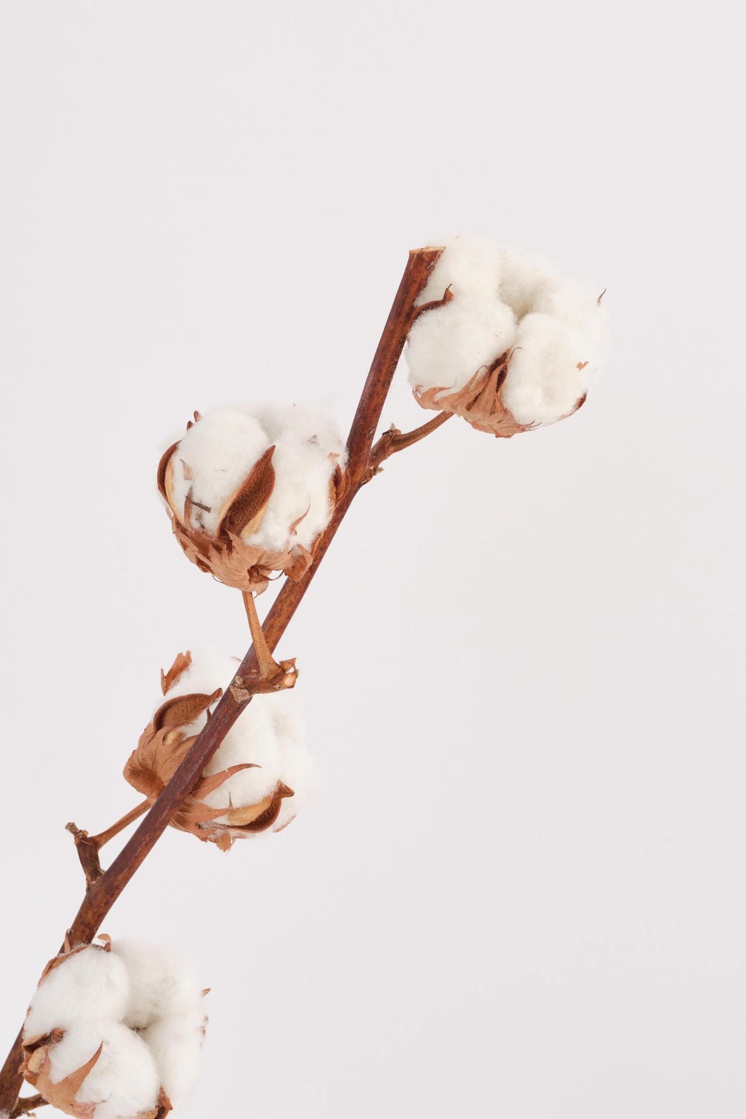 Cotton Branches - H55cm - 2