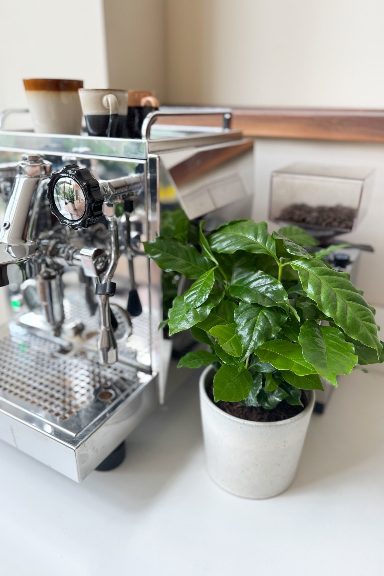 Coffea Arabica - Set Of 2 - H 25cm