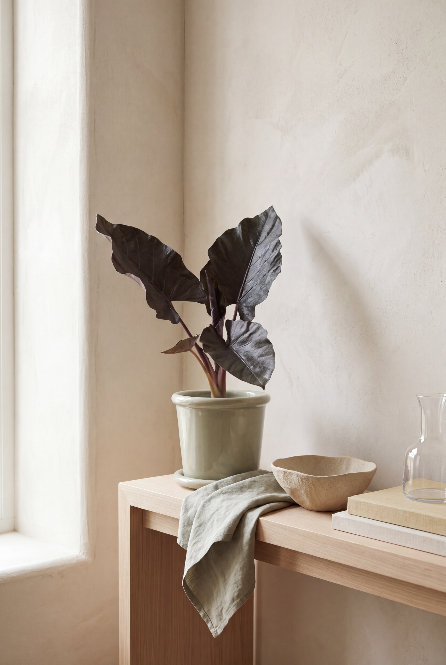 Una planta de follaje oscuro con grandes hojas en forma de flecha, brillantes y de un profundo tono púrpura-negro, con venas prominentes, crece en una maceta de cerámica esmaltada de color salvia claro. La maceta reposa sobre un plato de cerámica a juego, mostrando los tallos erectos de color púrpura rojizo de la planta y su follaje texturizado.