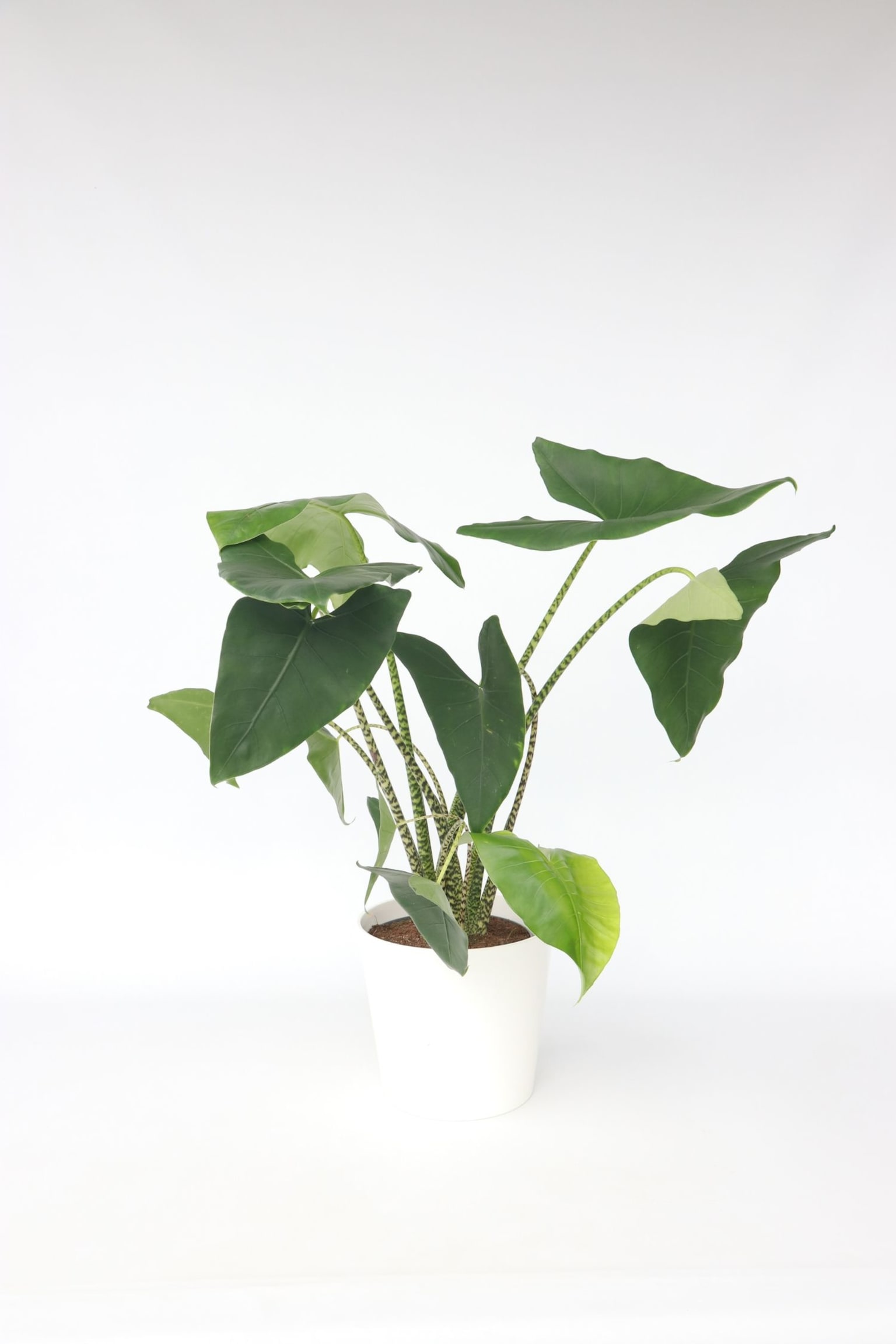 Alokasie Zebrina - H 140cm