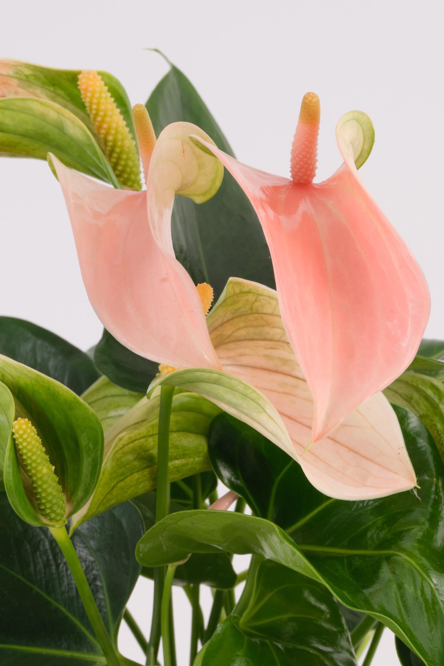 Peach Anthurium - H40cm - 2