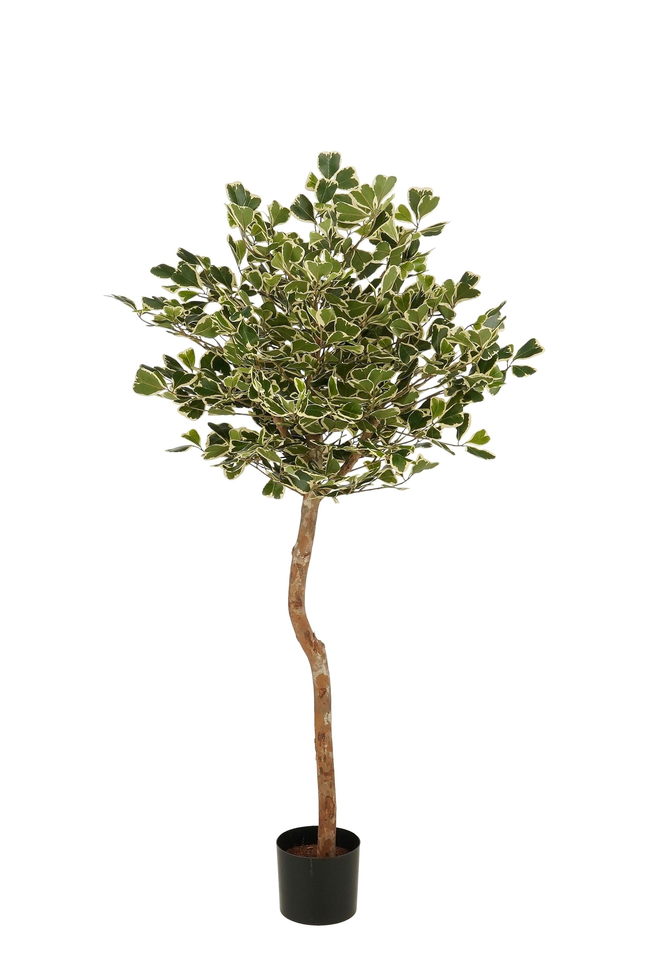 Grotere afbeelding bekijken: Een potplant staat rechtop, met een enkele, slanke, gebogen bruine stam die een dichte kroon van kleine, bonte bladeren ondersteunt die donkergroen zijn met crèmekleurige randen, allemaal rustend in een zwarte cilindervormige pot.