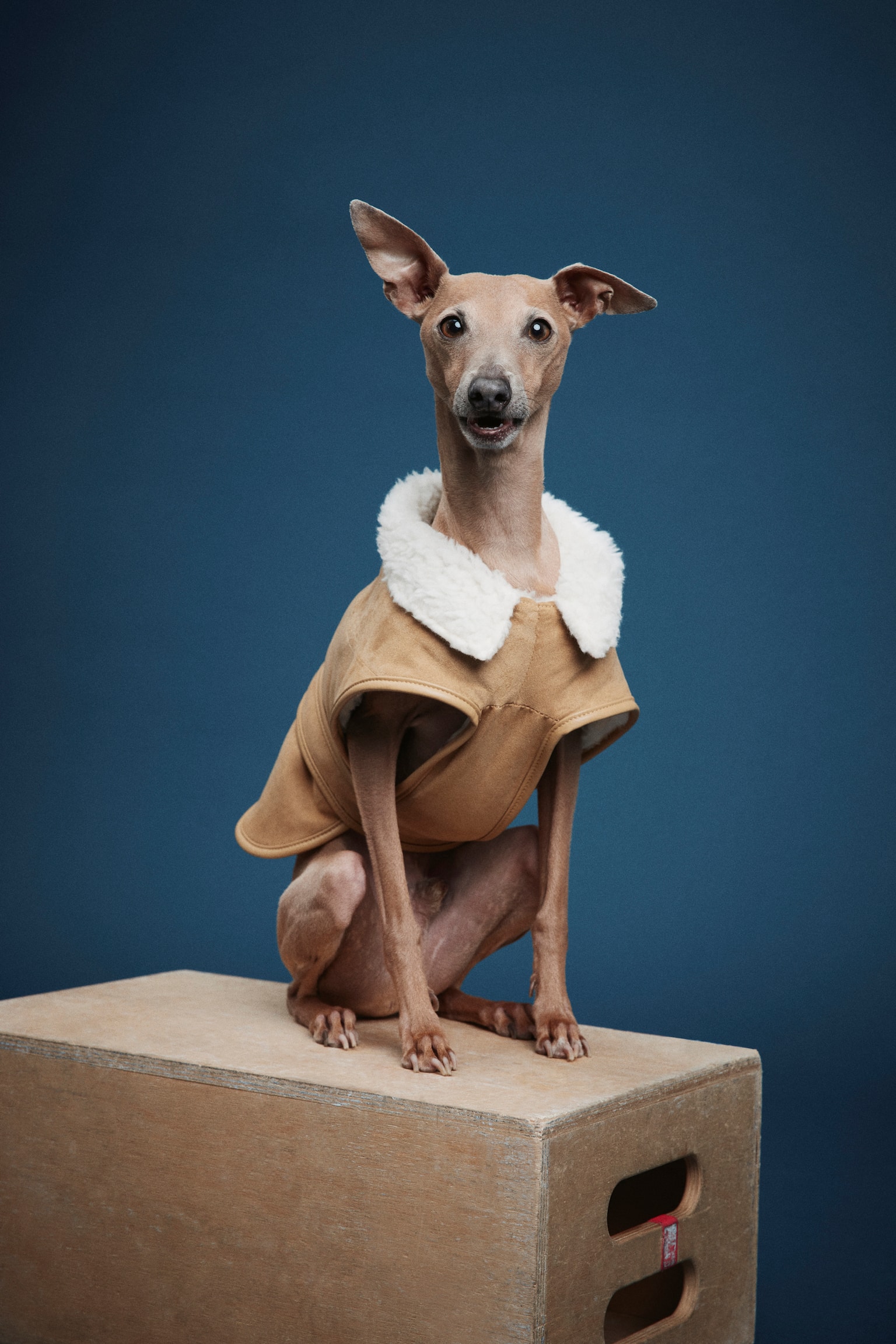 Teddy-lined dog coat - Beige/Dark brown - 3